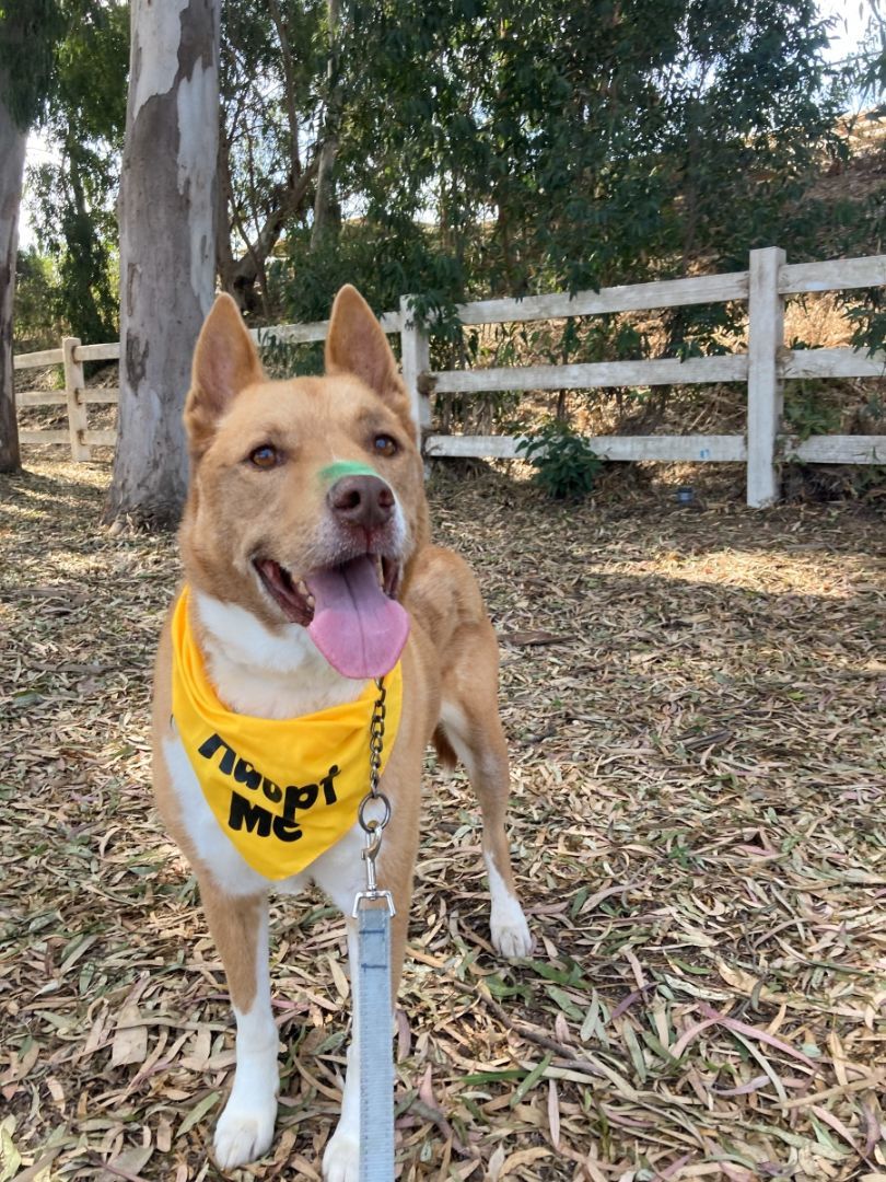 Riley, an adoptable Husky, Staffordshire Bull Terrier in Midway City, CA, 92655 | Photo Image 1