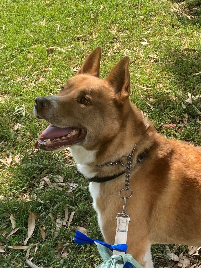 Enlarge Riley, a Adoptable mixed breed in Midway City, CA image 3/10