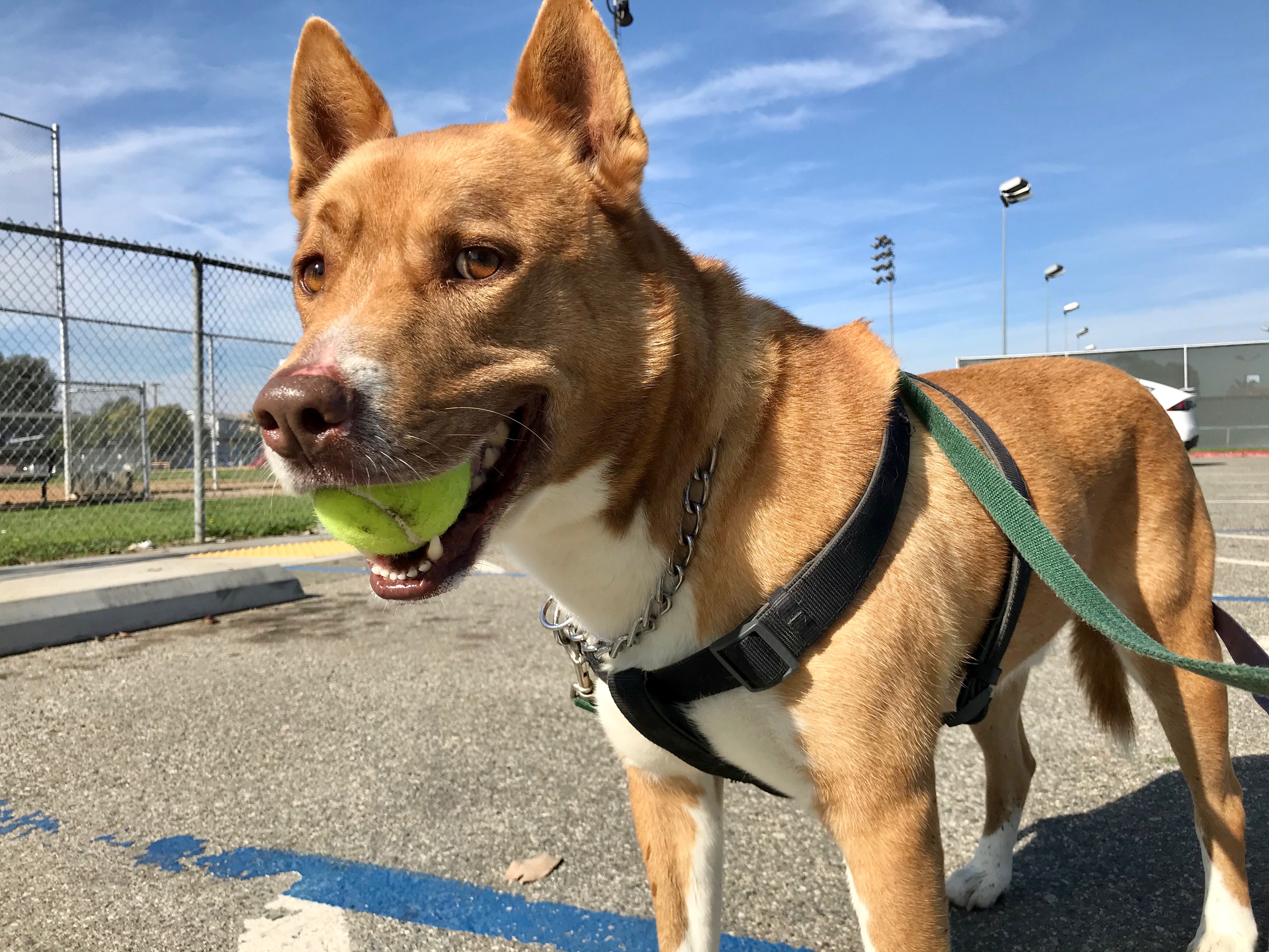 Enlarge Riley, a Adoptable mixed breed in Midway City, CA image 4/10