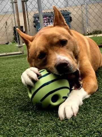 Enlarge Riley, a Adoptable mixed breed in Midway City, CA image 5/10