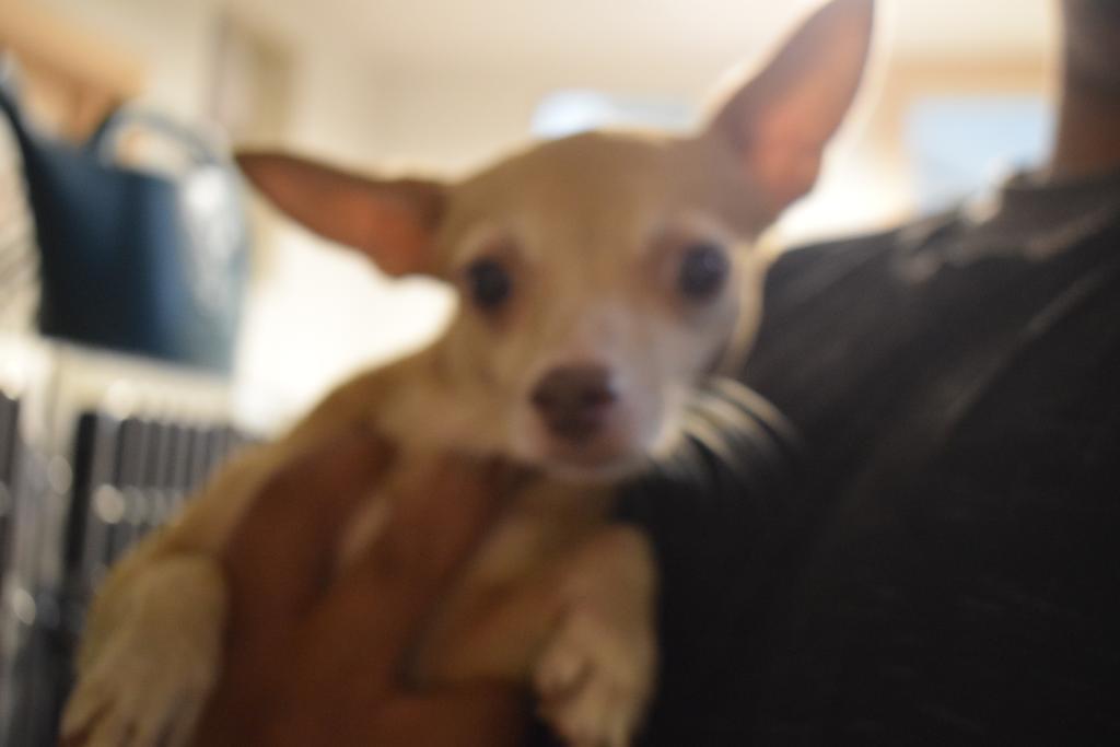 Enlarge Mitzi (L624 D6), a Adoptable mixed breed in Pahrump, NV image 1/1