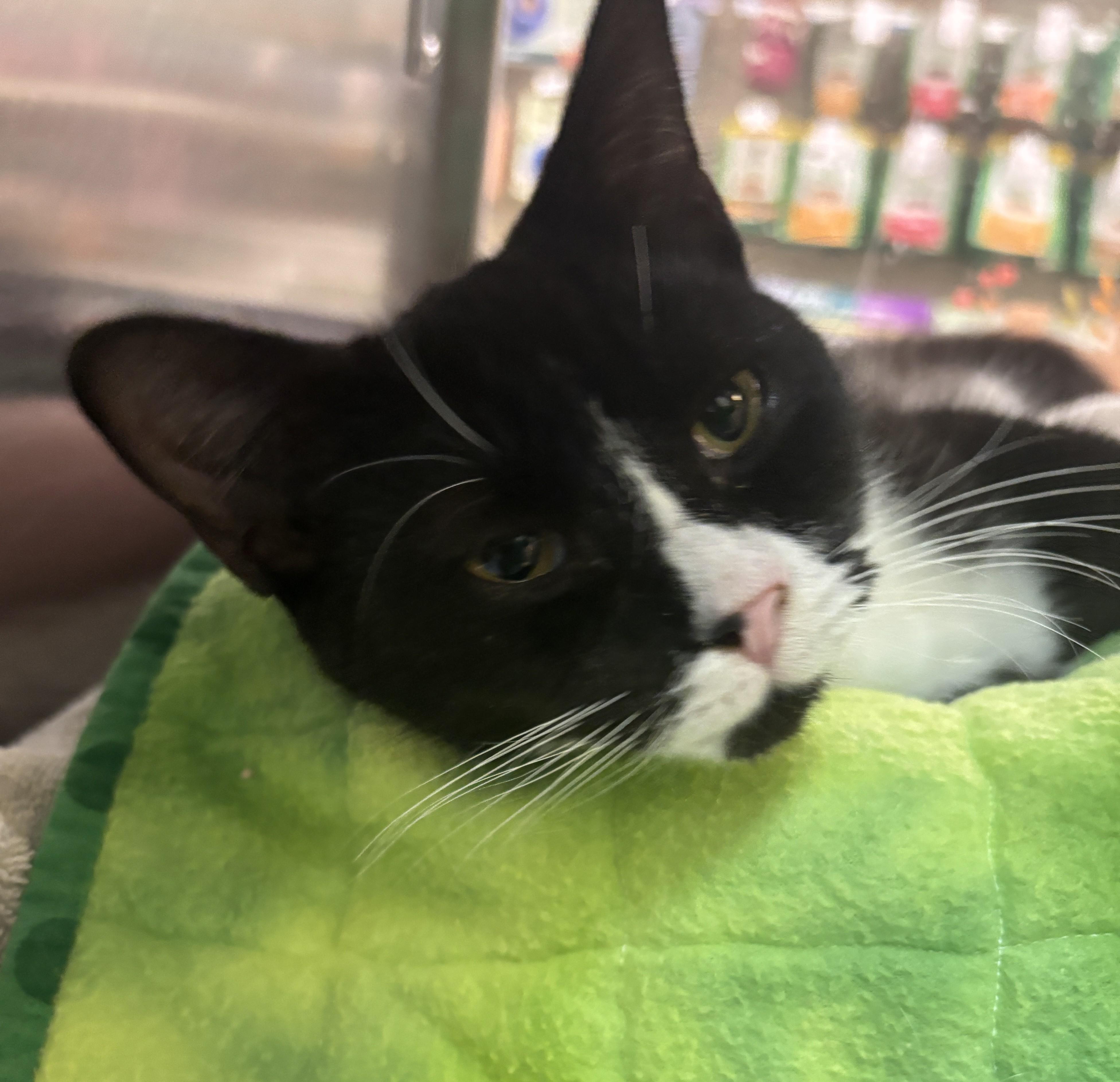 Xerxes, Adoptable, Young Male Domestic Short Hair.