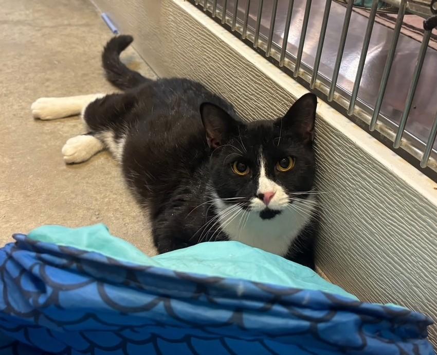 Enlarge Xerxes, an adopted Domestic Short Hair in Dover, DE image 2/4