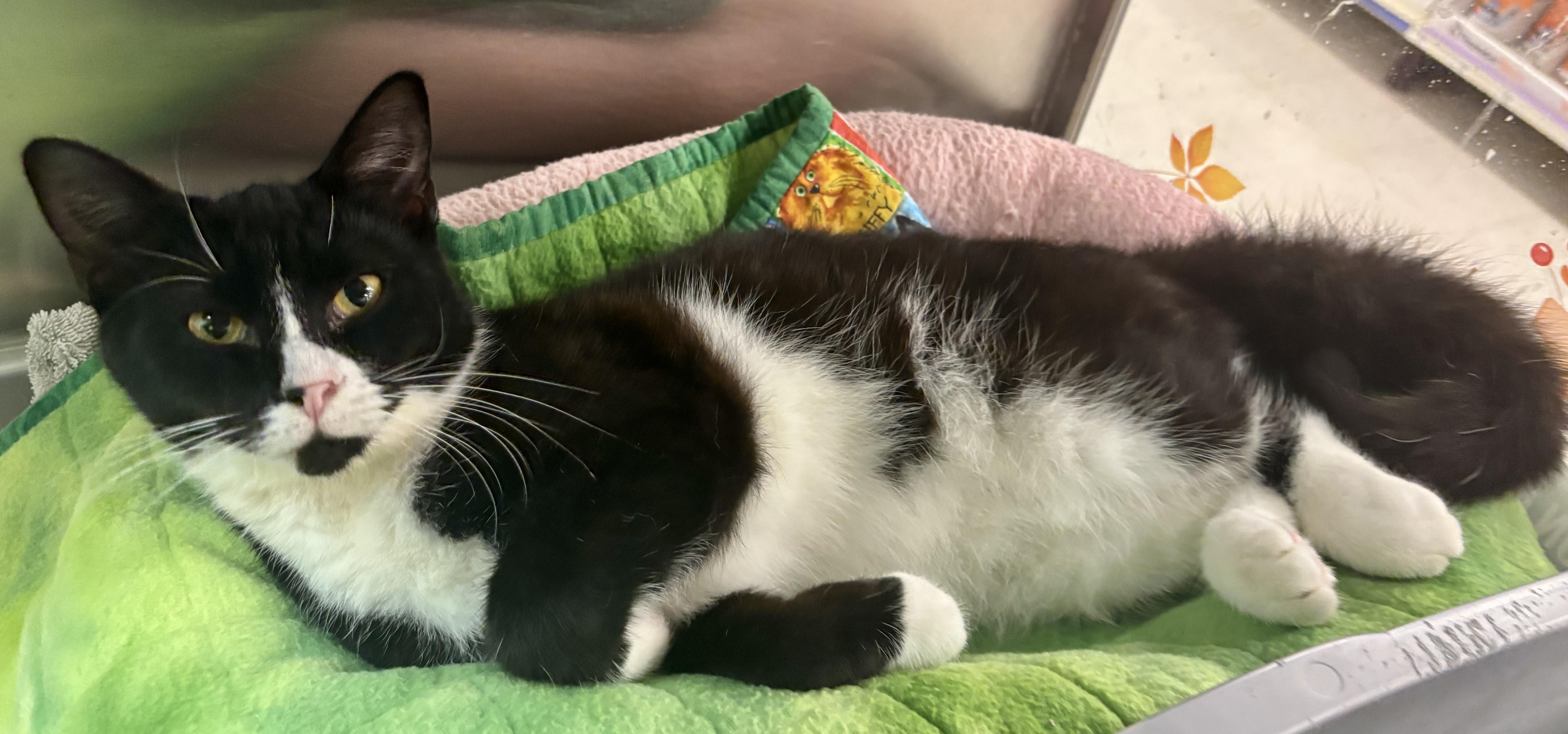 Enlarge Xerxes, a Adoptable Domestic Short Hair in Dover, DE image 2/2