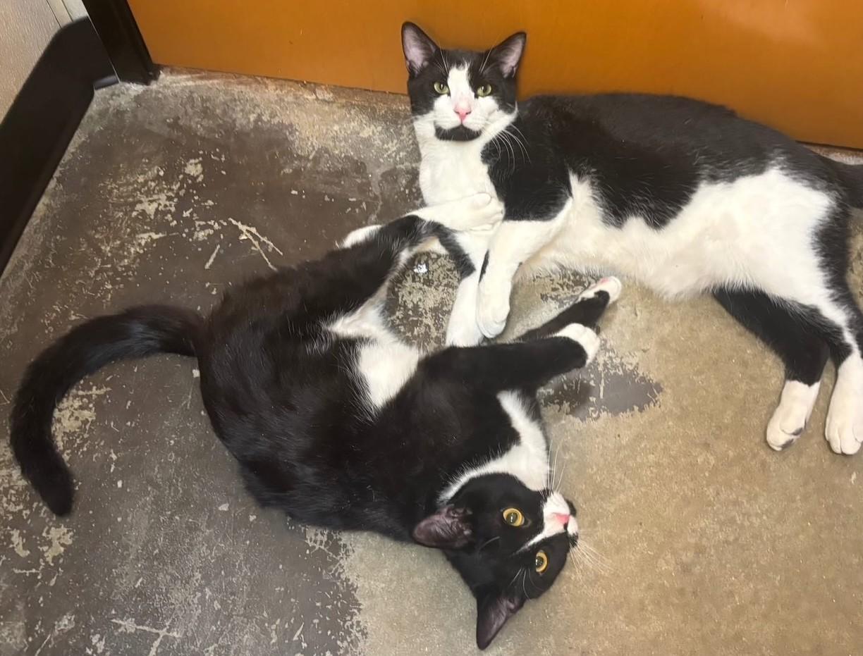 Enlarge Xerxes, an adopted Domestic Short Hair in Dover, DE image 4/4