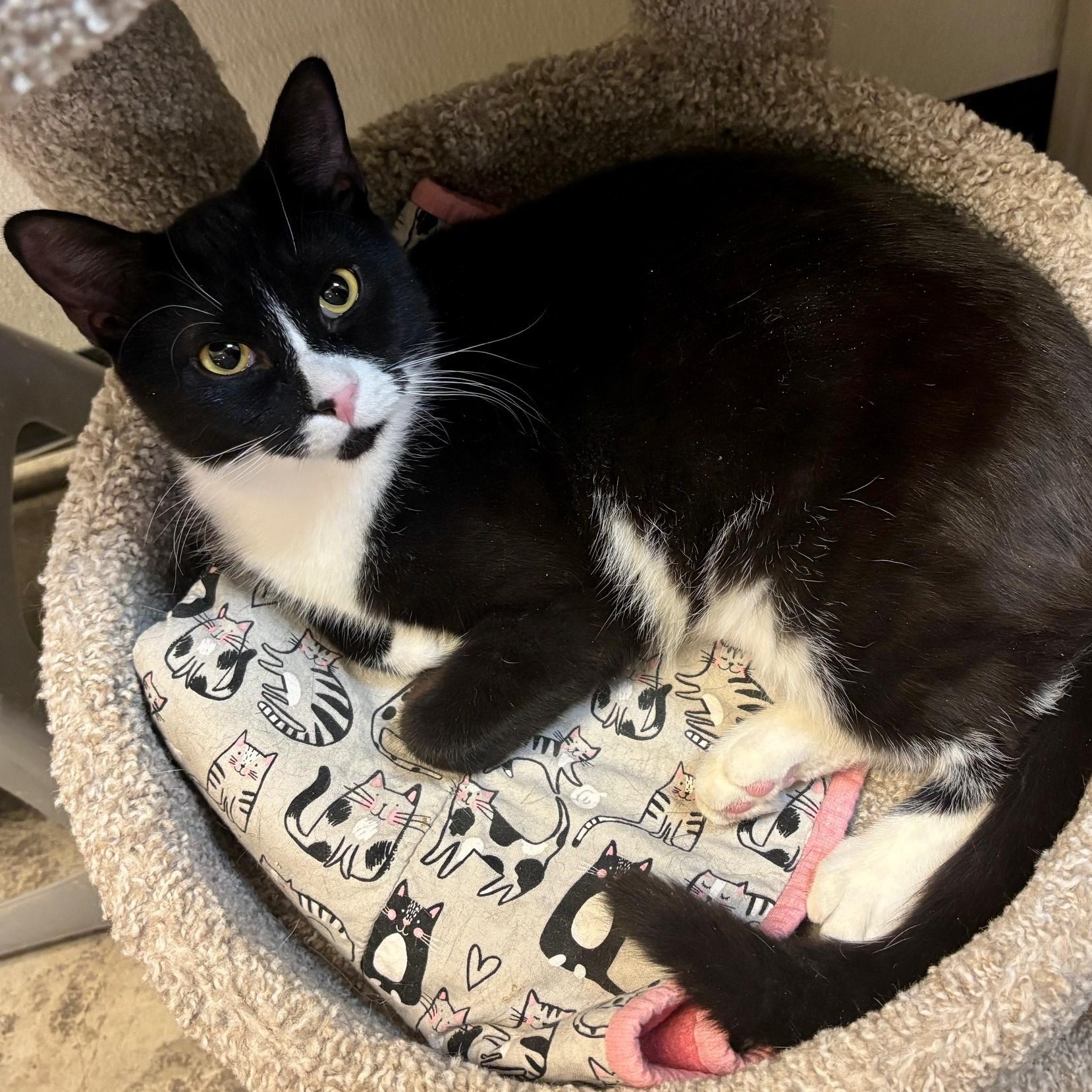 Xerxes, Adoptable, Kitten Male Domestic Short Hair.