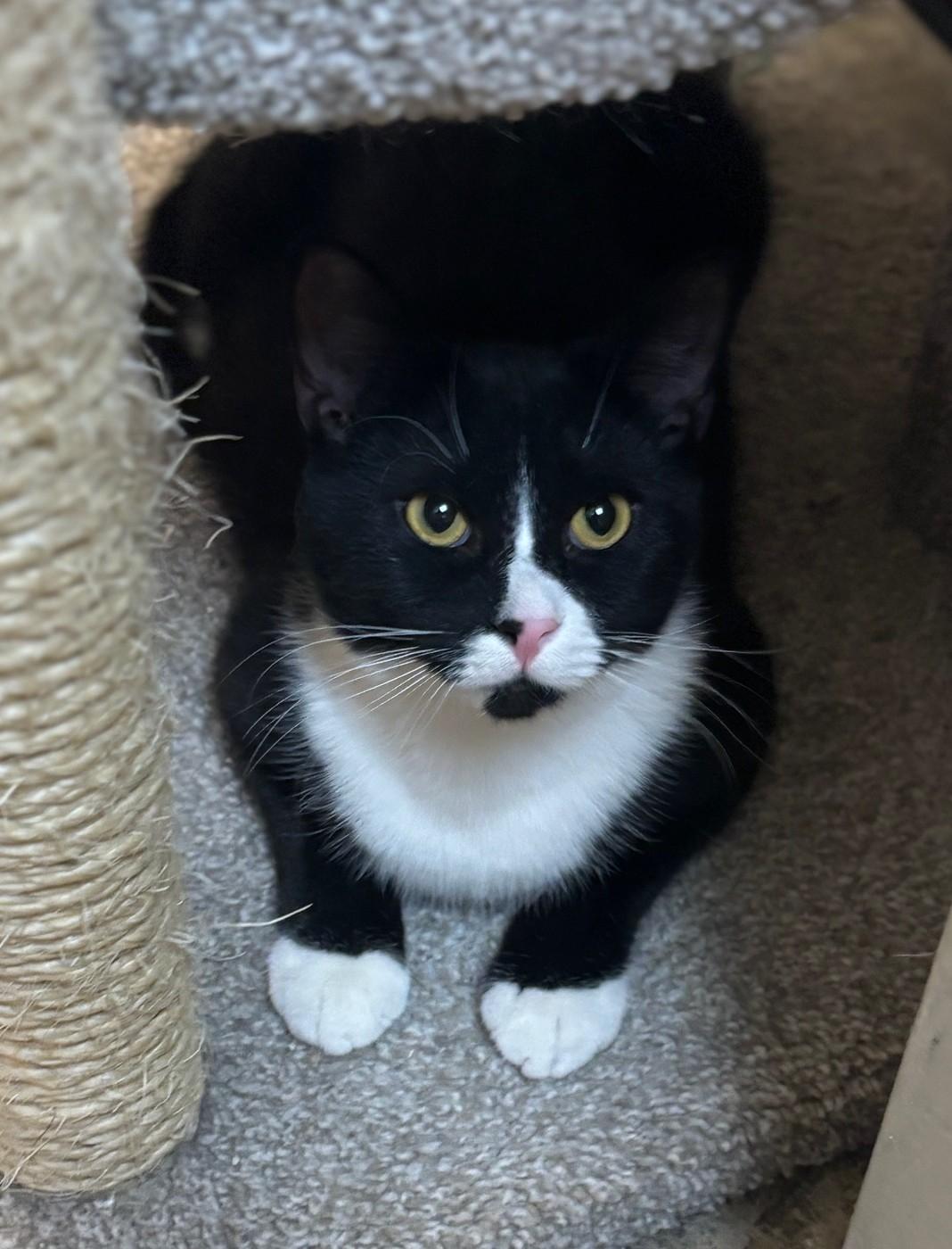 Enlarge Xerxes, an adopted Domestic Short Hair in Dover, DE image 3/4