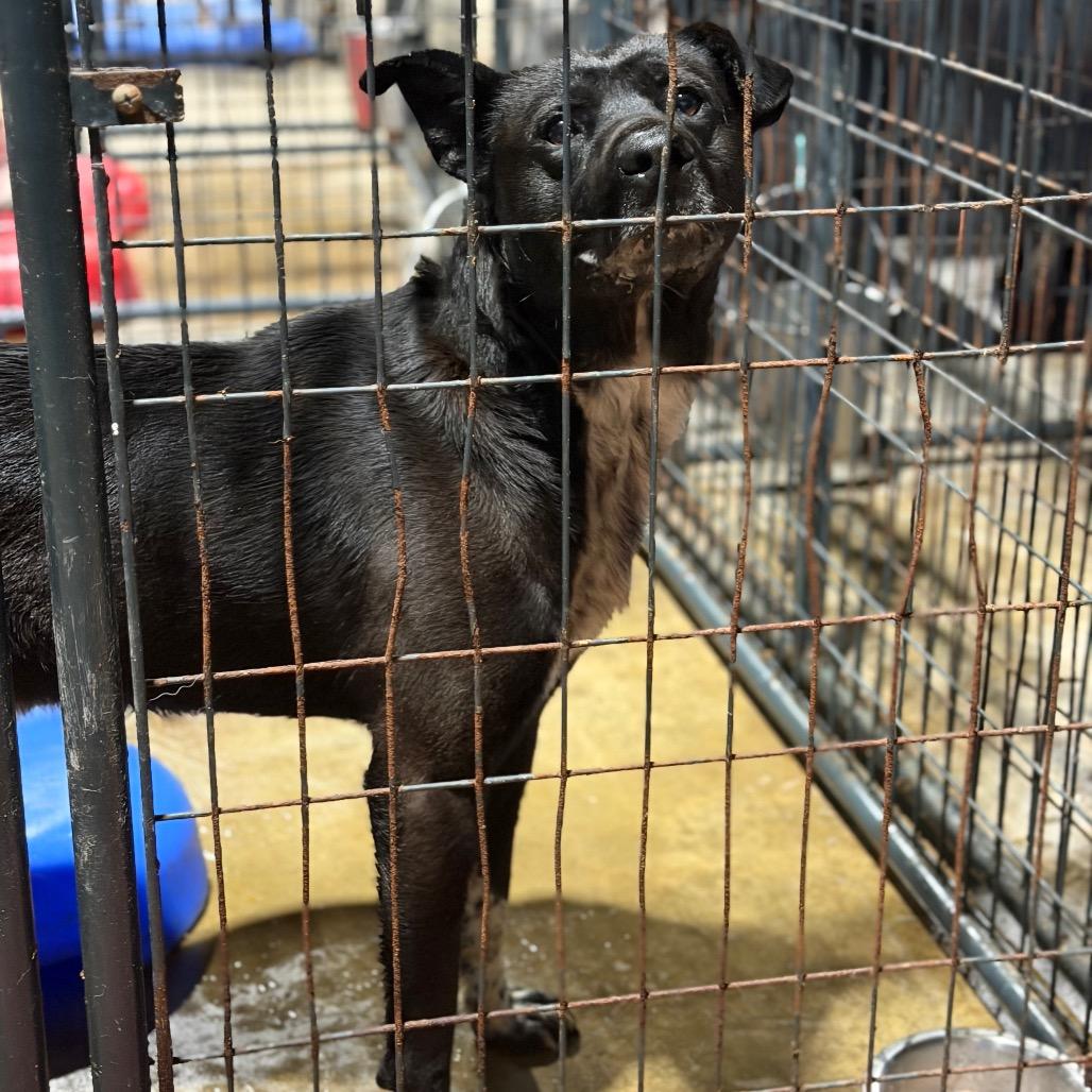 Dave, Adoptable, Adult Male Labrador Retriever & Mixed Breed.