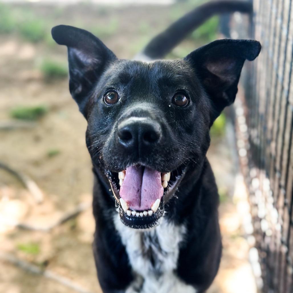Dave, a Adoptable mixed breed in Fort Smith, AR image 2/3