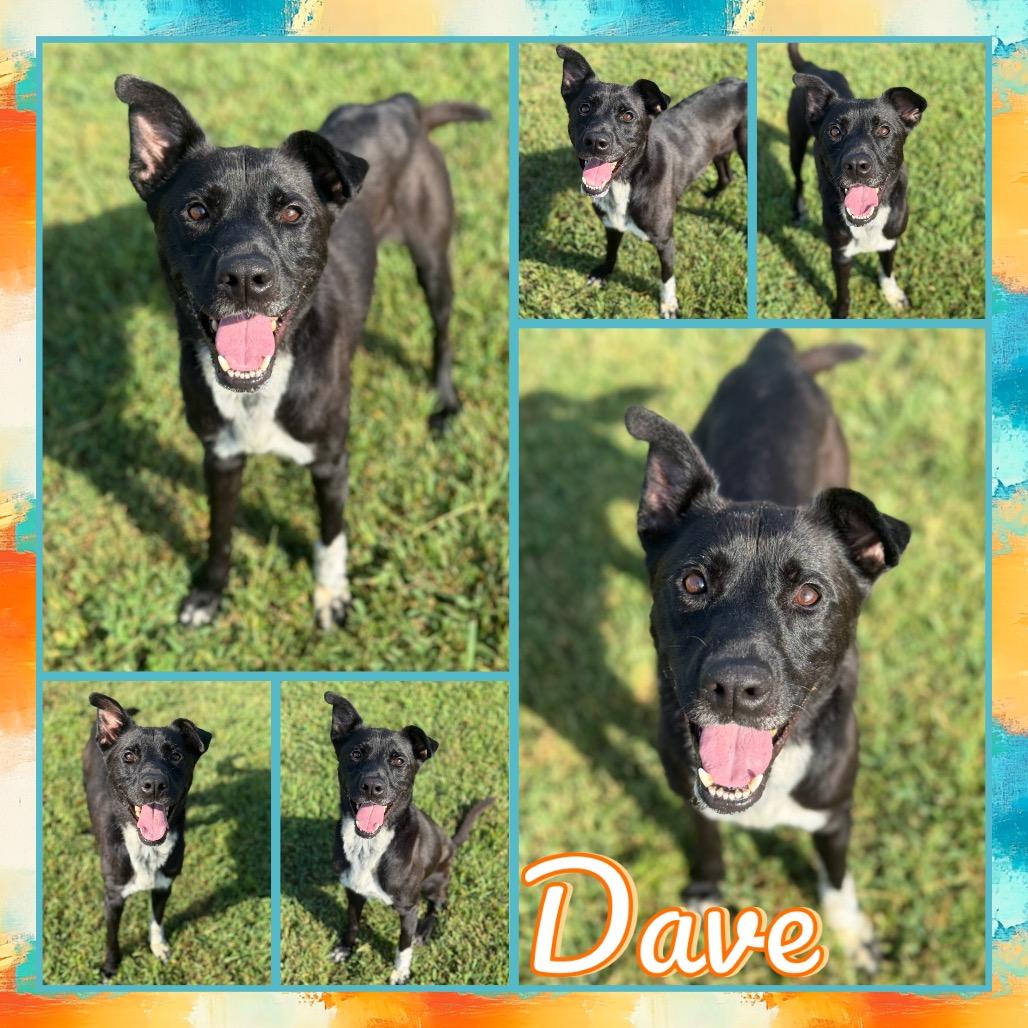 Dave, a Adoptable mixed breed in Fort Smith, AR image 3/3