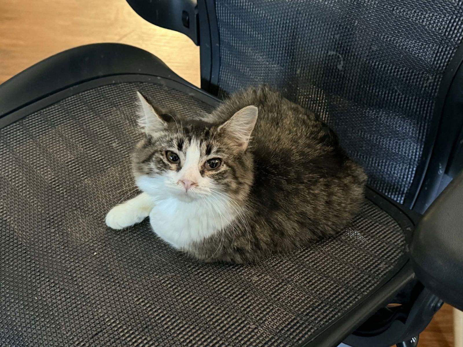 MIMOSA-SPRITZ, Adopted, Kitten Female Tabby.