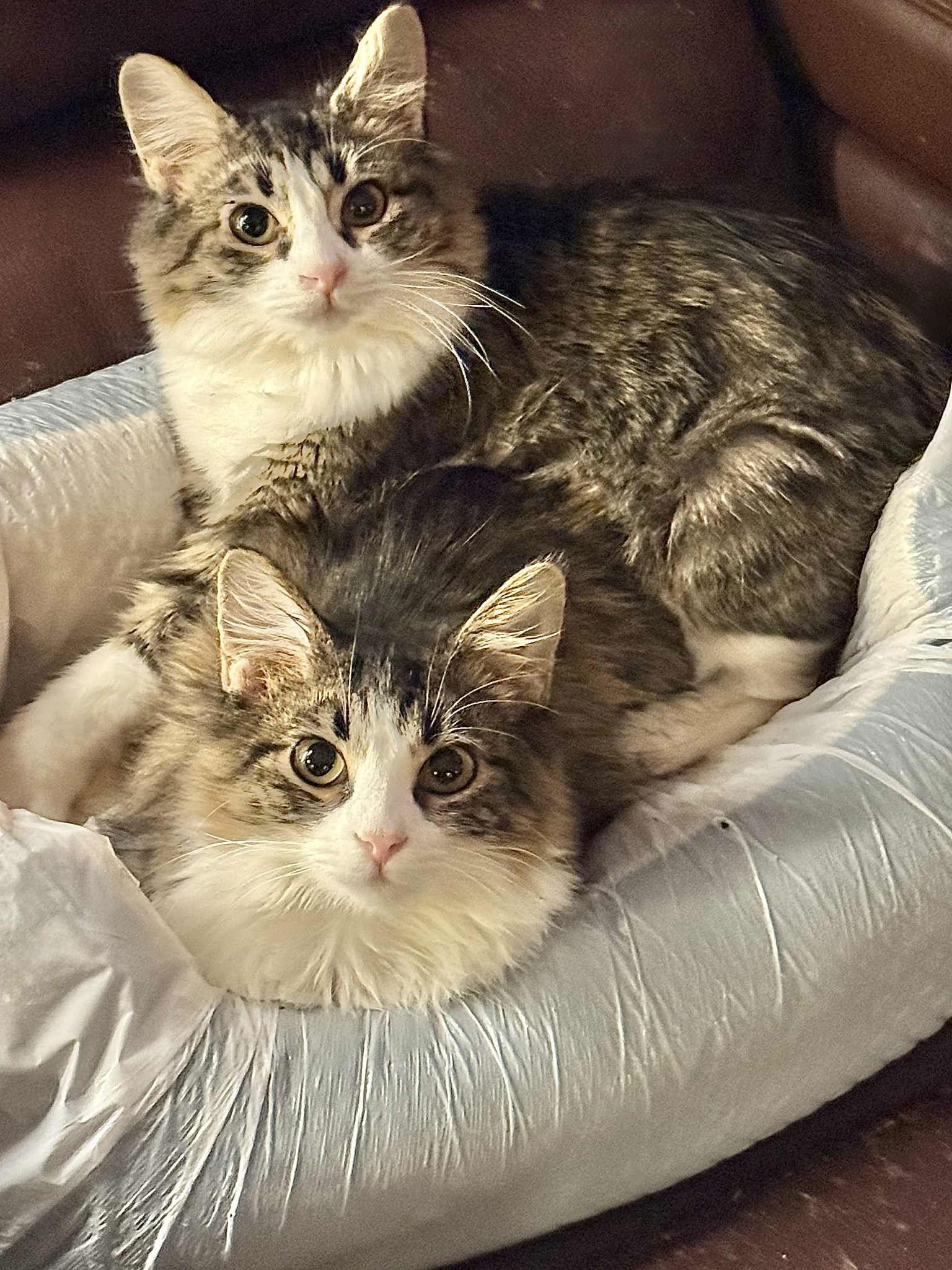 Enlarge MIMOSA-SPRITZ, a Adopted Tabby in Capshaw, AL image 2/3