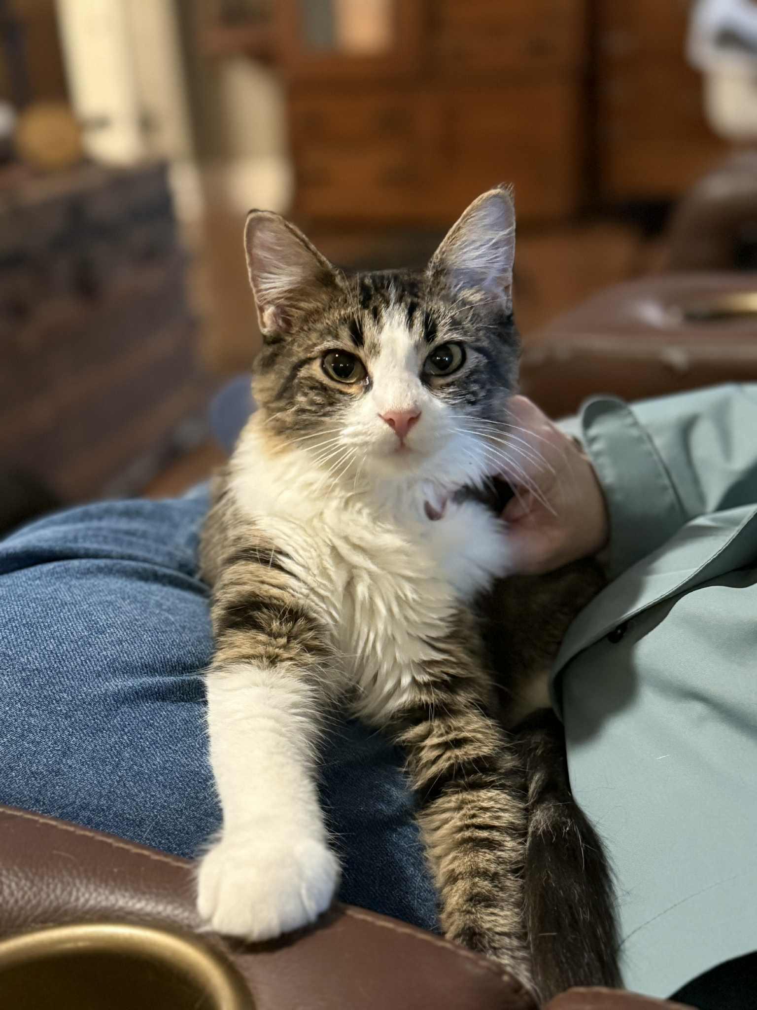 Enlarge MIMOSA-SPRITZ, a Adopted Tabby in Capshaw, AL image 3/3