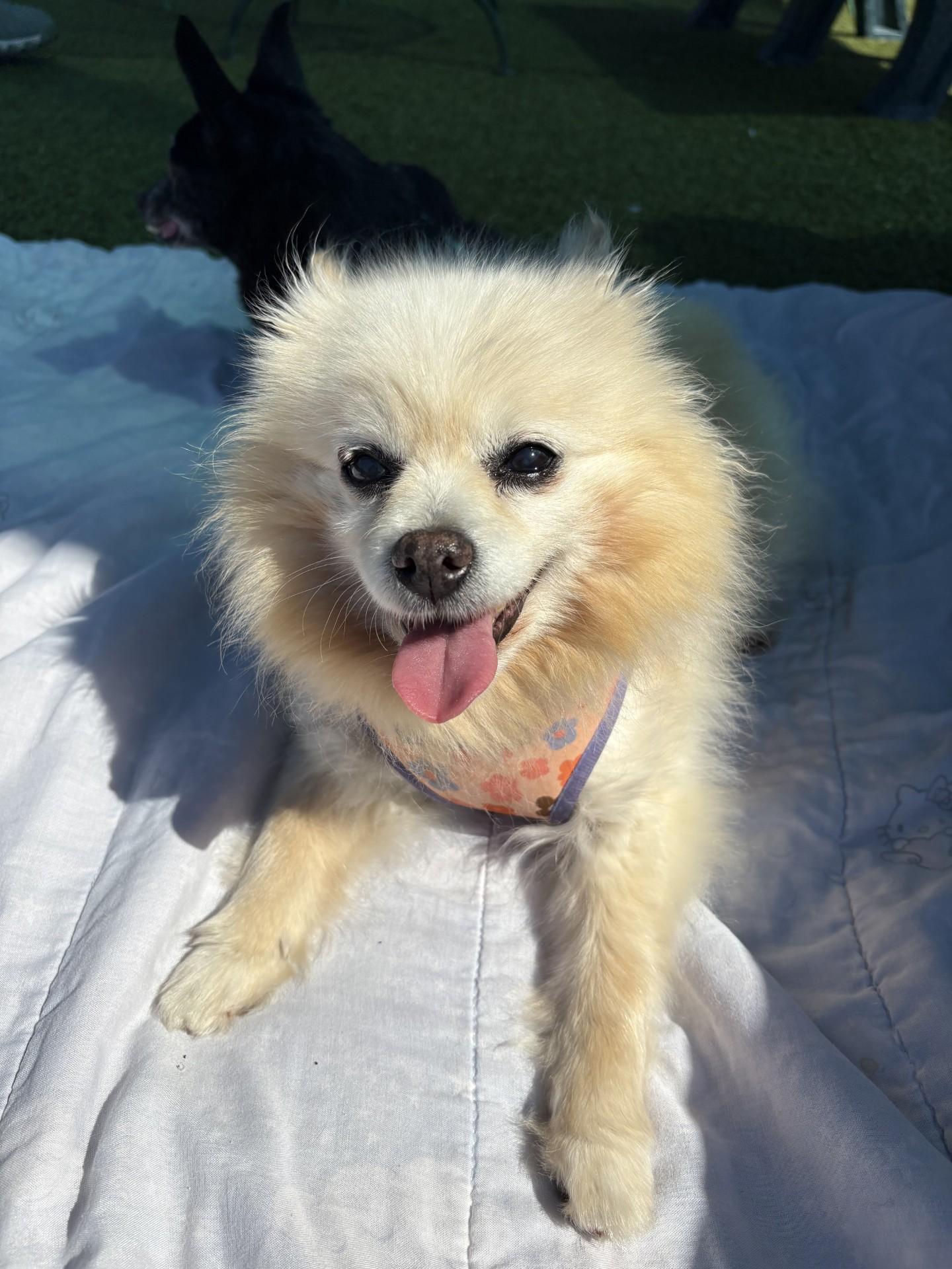 Enlarge Snickerdoodle, a ADOPTABLE Pomeranian in Mount Juliet, TN image 1/1