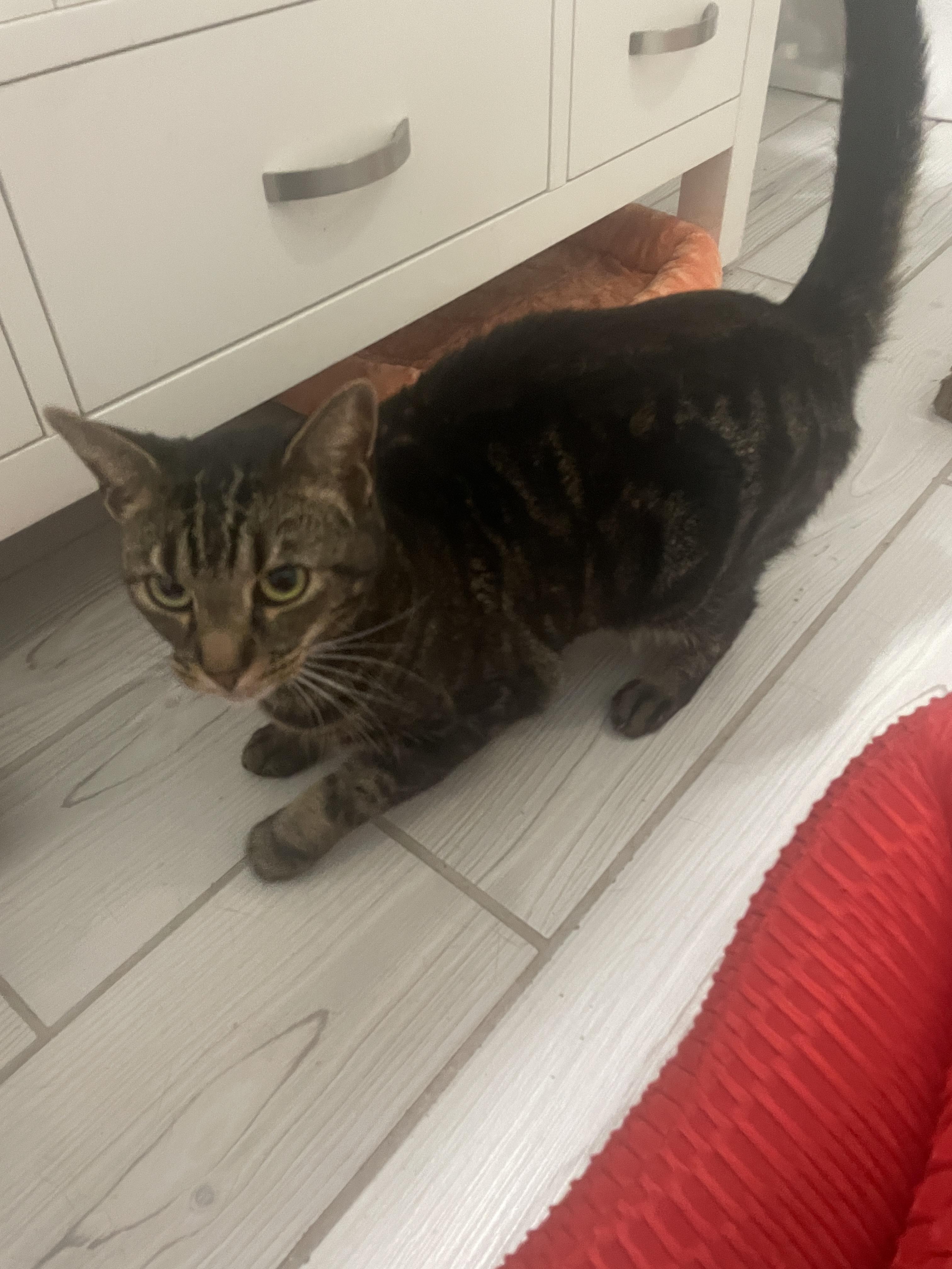 Lightning, Adoptable, Adult Male Domestic Short Hair.