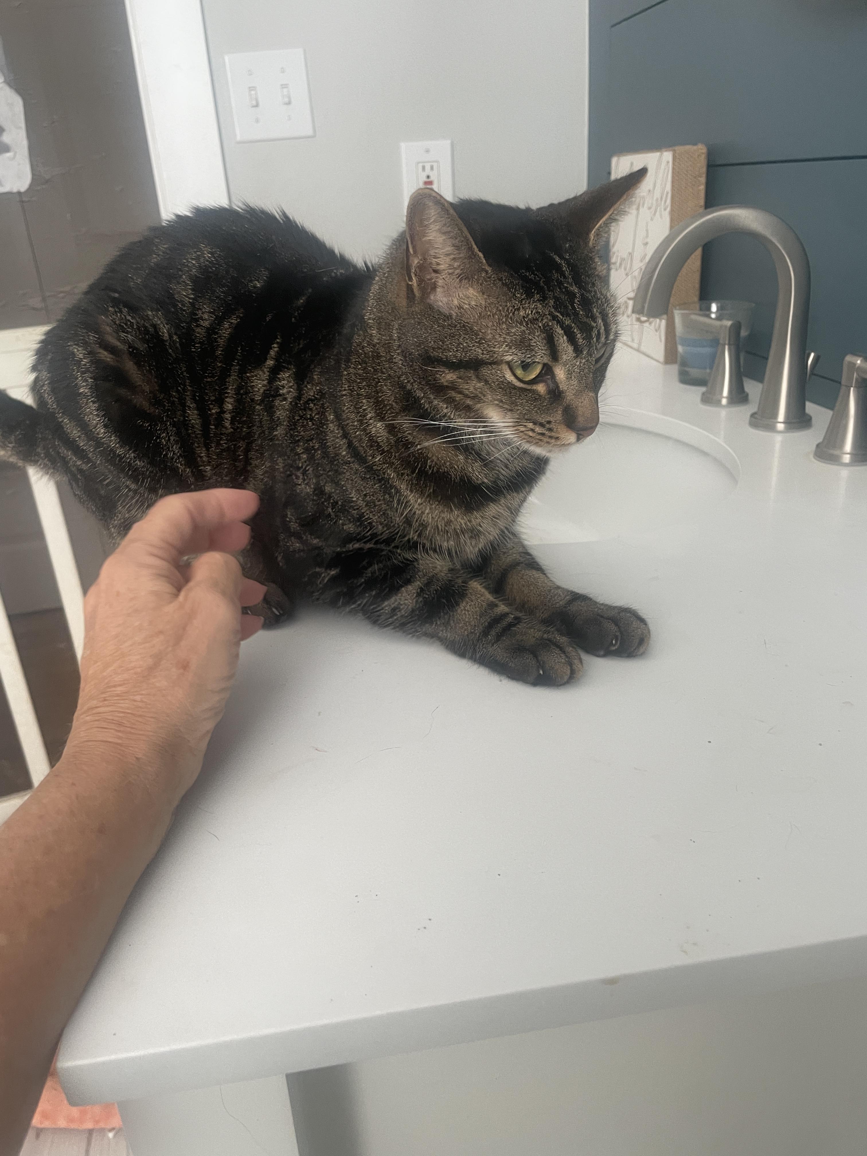 Lightning, a Adoptable Domestic Short Hair in Wilmington, NC image 2/3