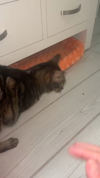 Enlarge Lightning, a Adoptable Domestic Short Hair in Wilmington, NC video 3/3