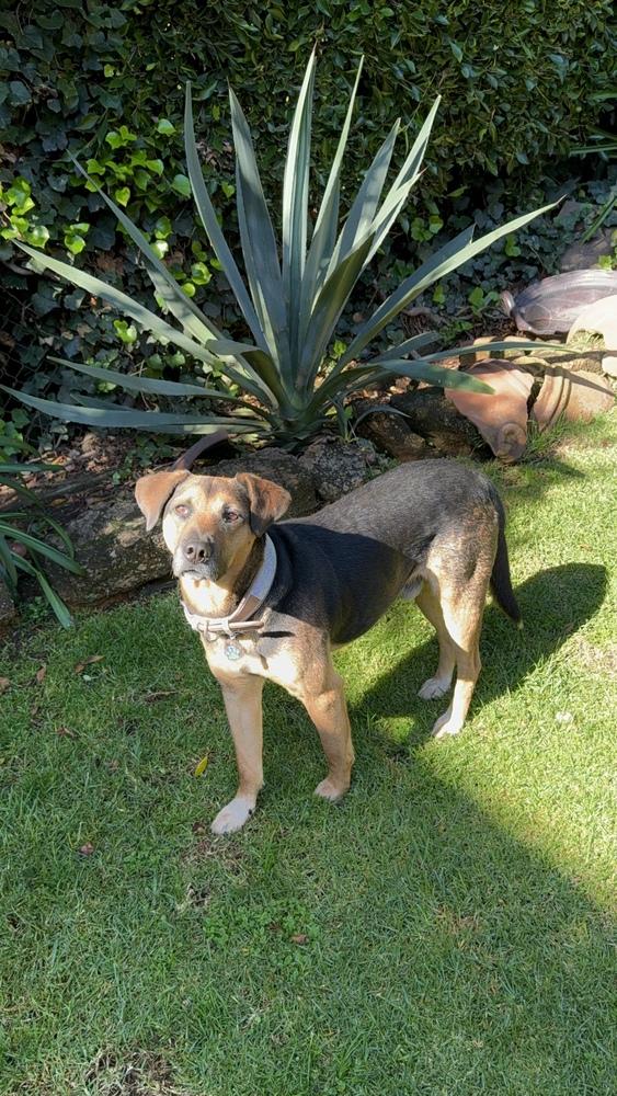DORITO, Adoptable, Adult Male Shepherd & Labrador Retriever.