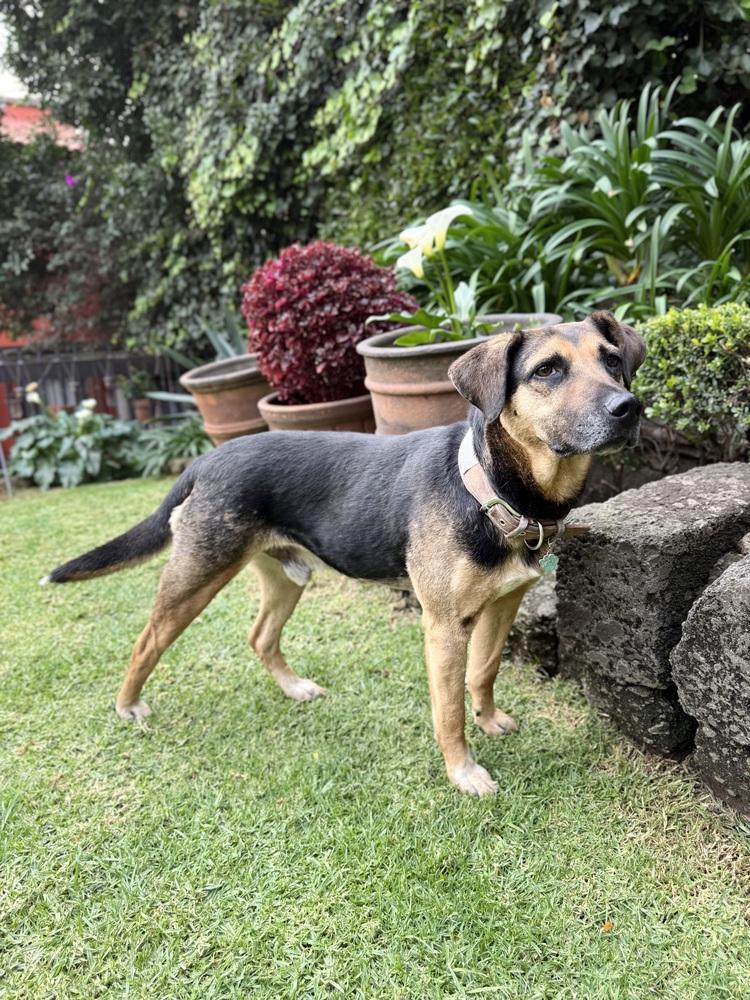 Enlarge DORITO, a Adoptable mixed breed in Langley, BC image 2/6