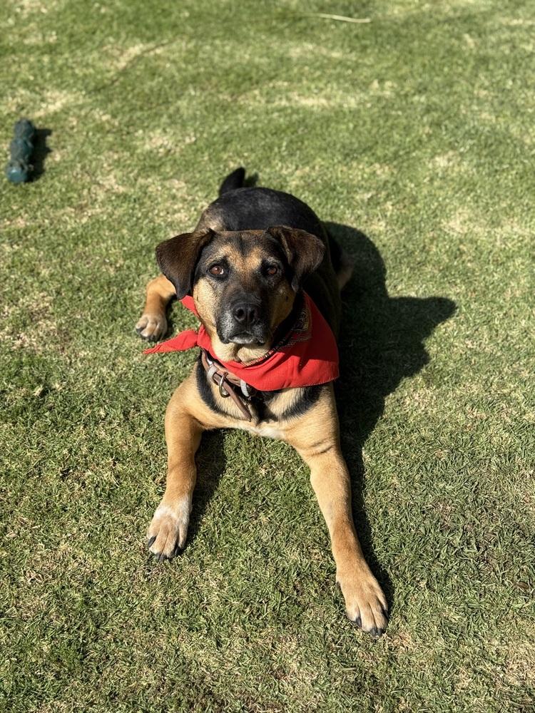 Enlarge DORITO, a Adoptable mixed breed in Langley, BC image 3/6