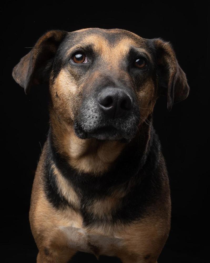 Enlarge DORITO, a Adoptable mixed breed in Langley, BC image 4/6