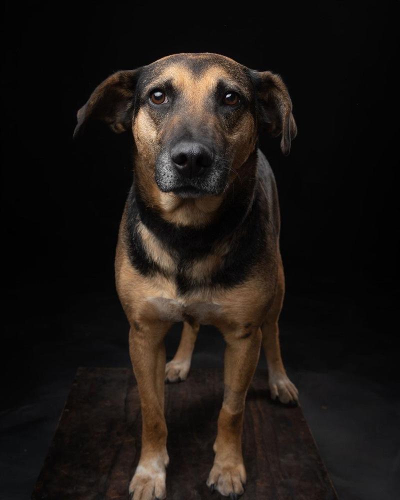 Enlarge DORITO, a Adoptable mixed breed in Langley, BC image 6/6