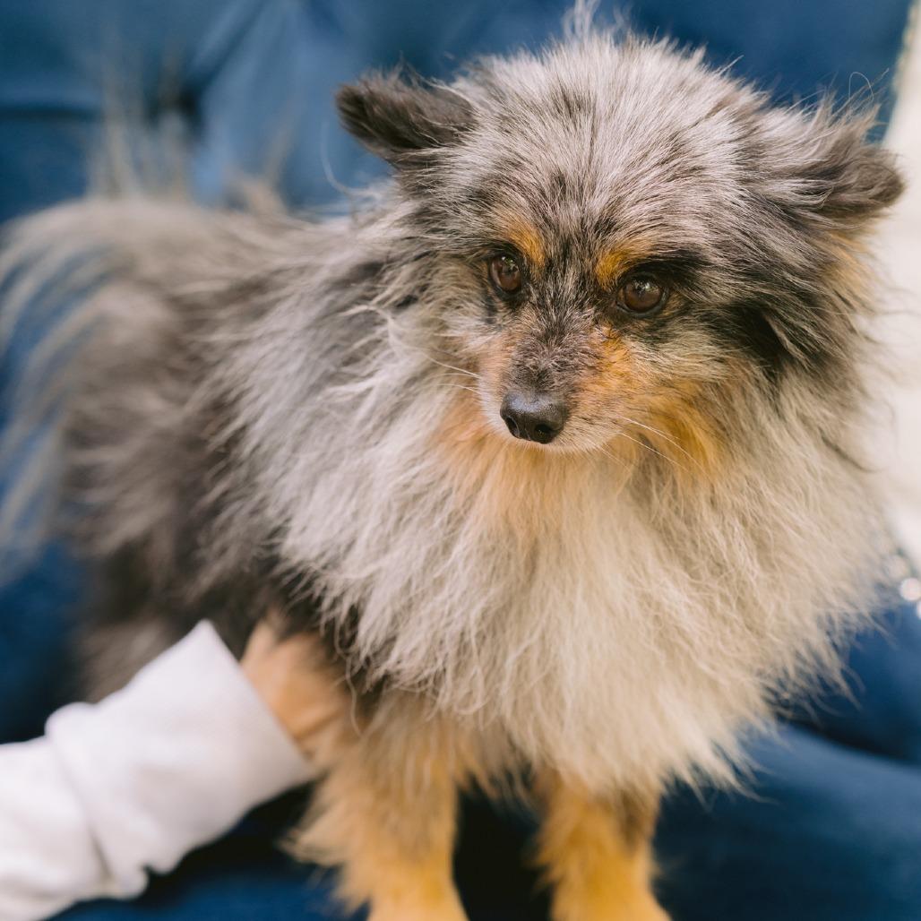 Blue Moon Jobey, ADOPTABLE, Adult Male Pomeranian.
