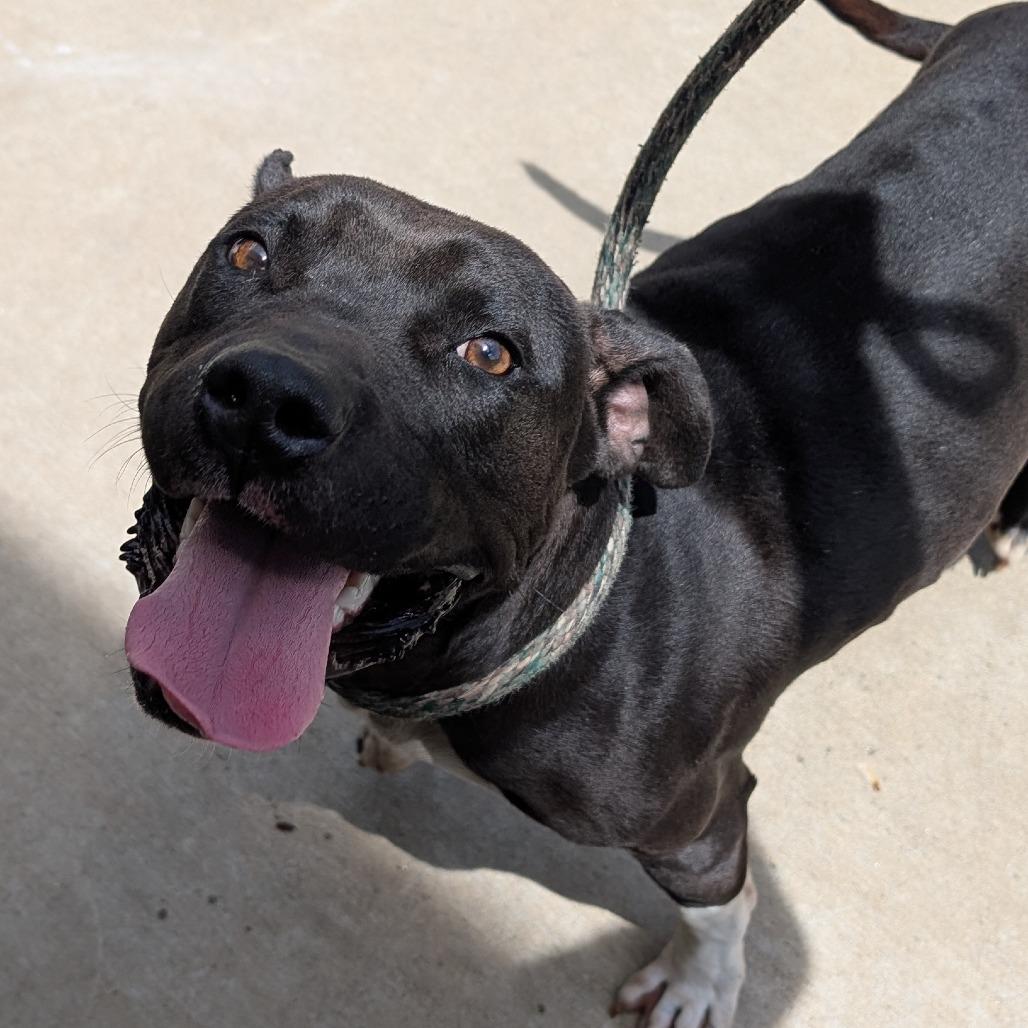 Squall, Adoptable, Adult Male Mixed Breed.