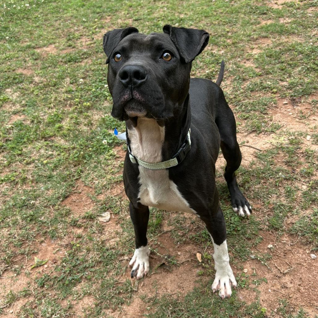 Enlarge Squall, a Adoptable Mixed Breed in Auburn, AL image 2/6