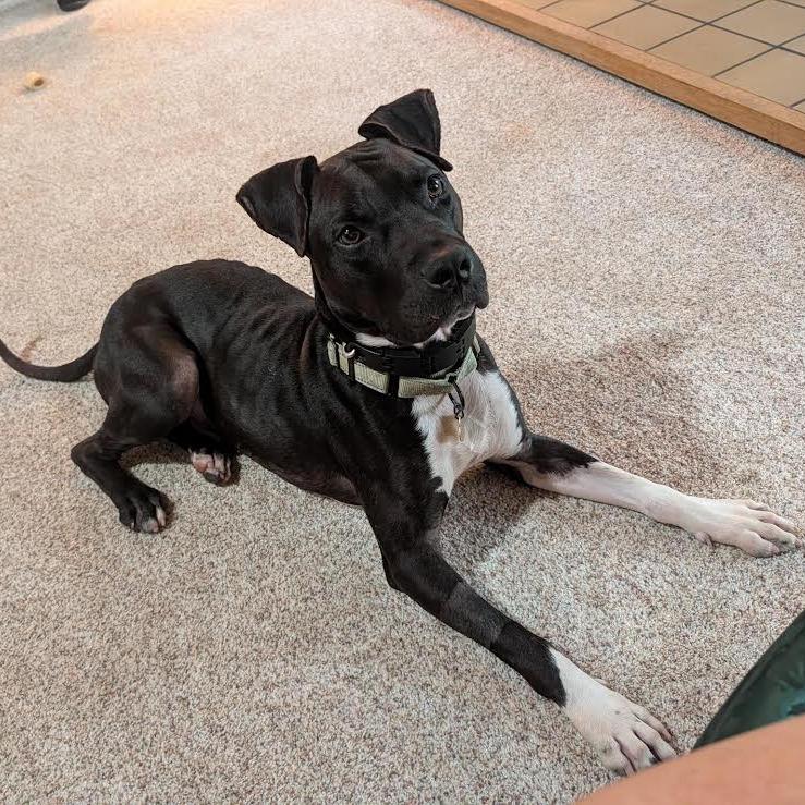 Enlarge Squall, a Adoptable Mixed Breed in Auburn, AL image 3/6