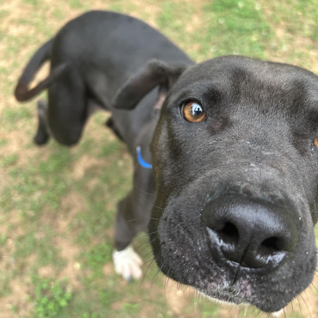 Enlarge Squall, a Adoptable Mixed Breed in Auburn, AL image 4/6