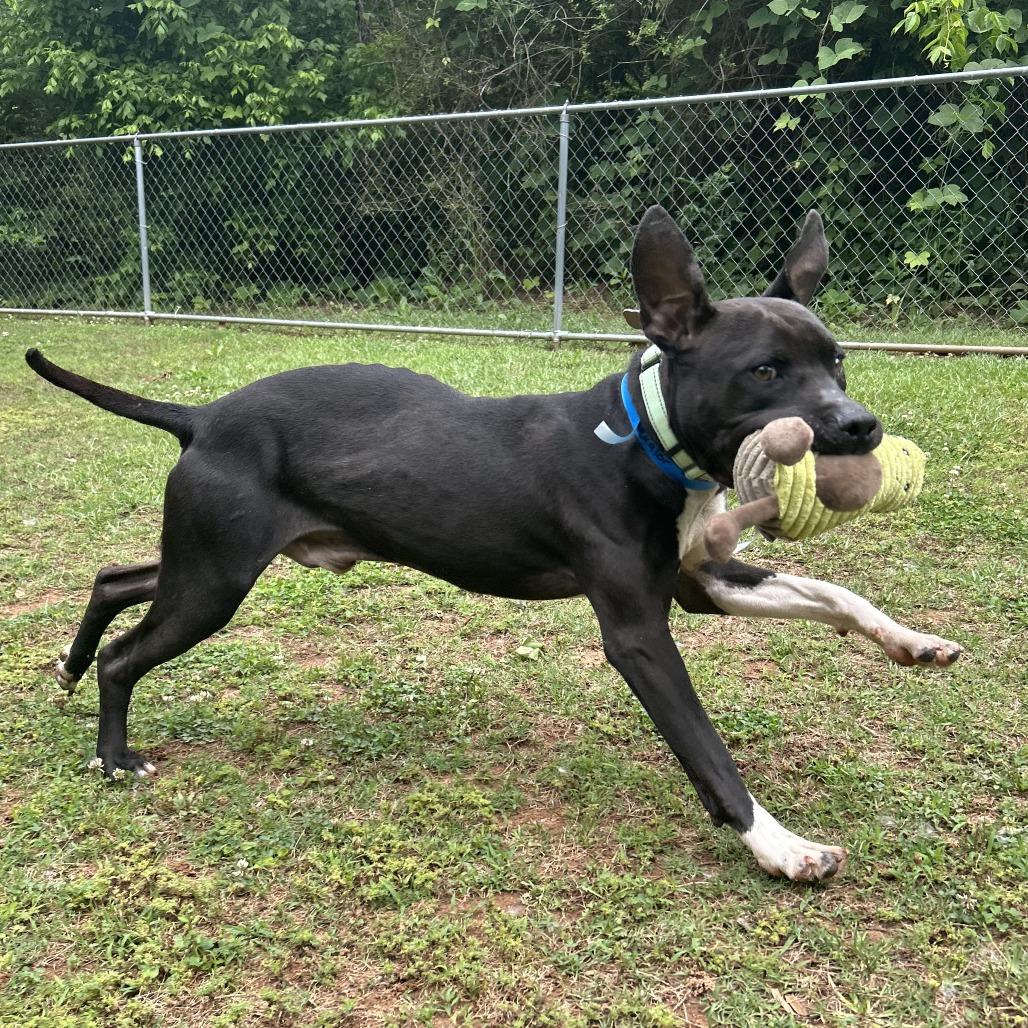Enlarge Squall, a Adoptable Mixed Breed in Auburn, AL image 5/6