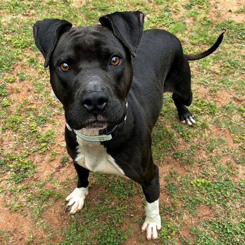 Enlarge Squall, a Adoptable Mixed Breed in Auburn, AL image 6/6