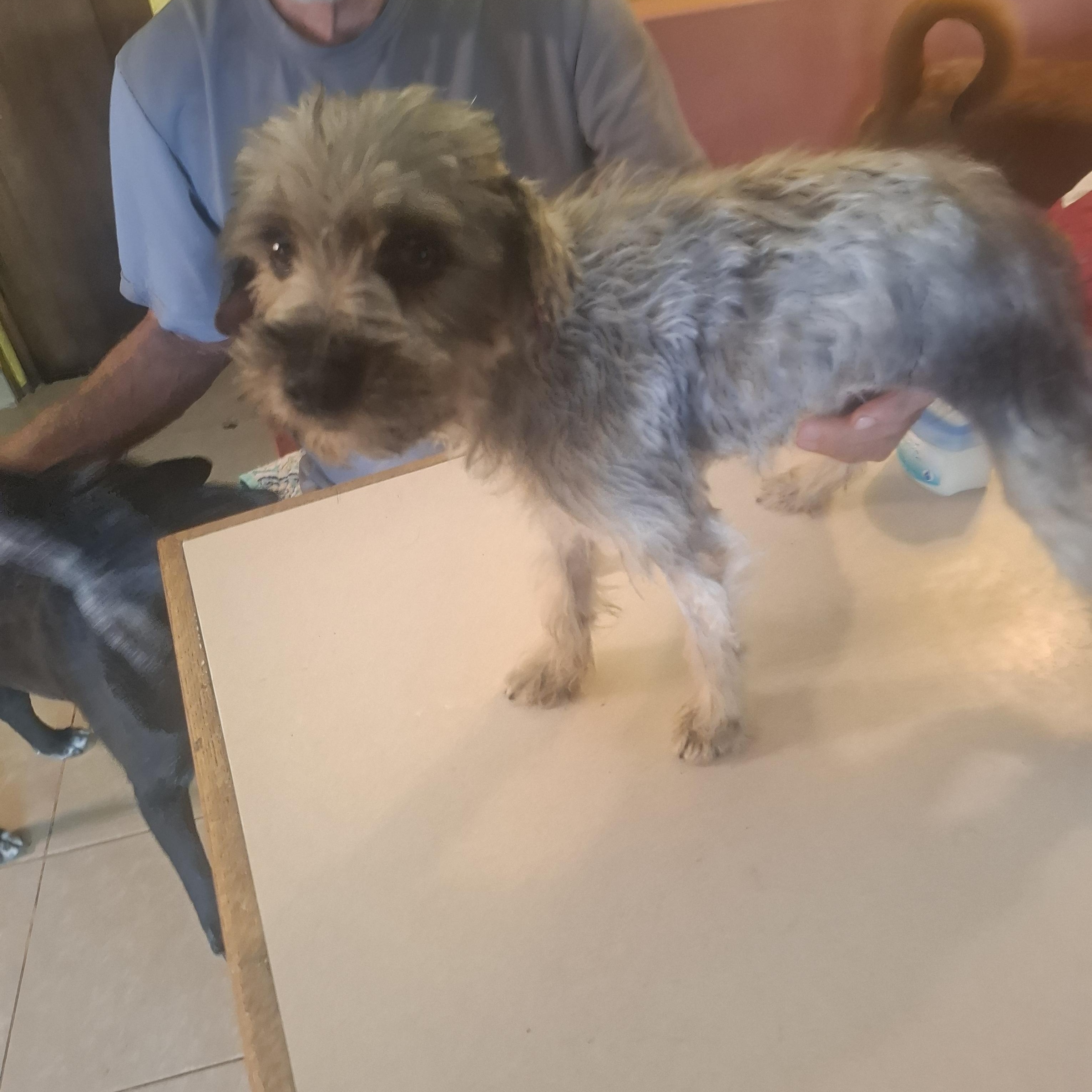 Enlarge Violet, an adopted mixed breed in Georgetown, TX image 4/5
