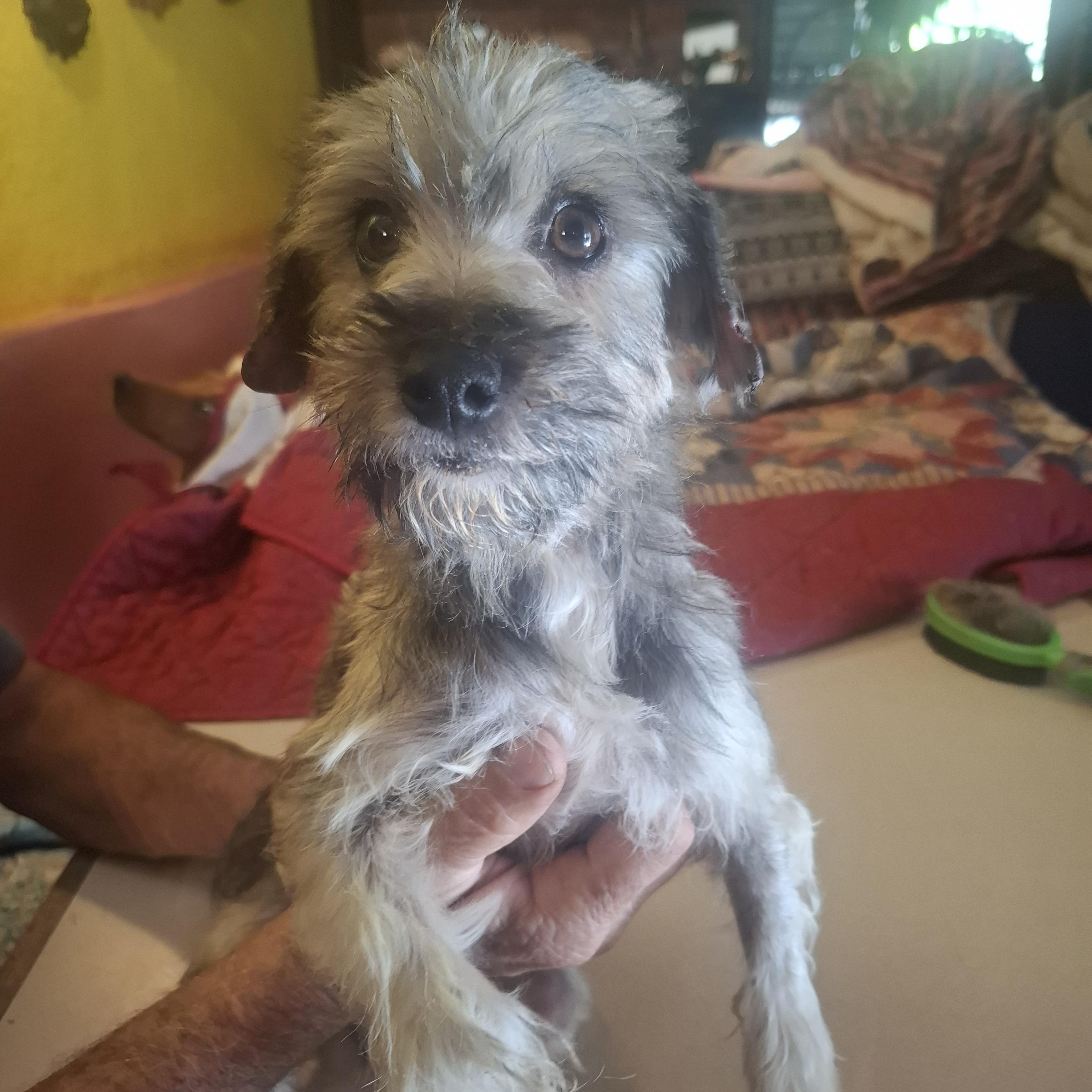 Violet, adopted, Young Female Fox Terrier.