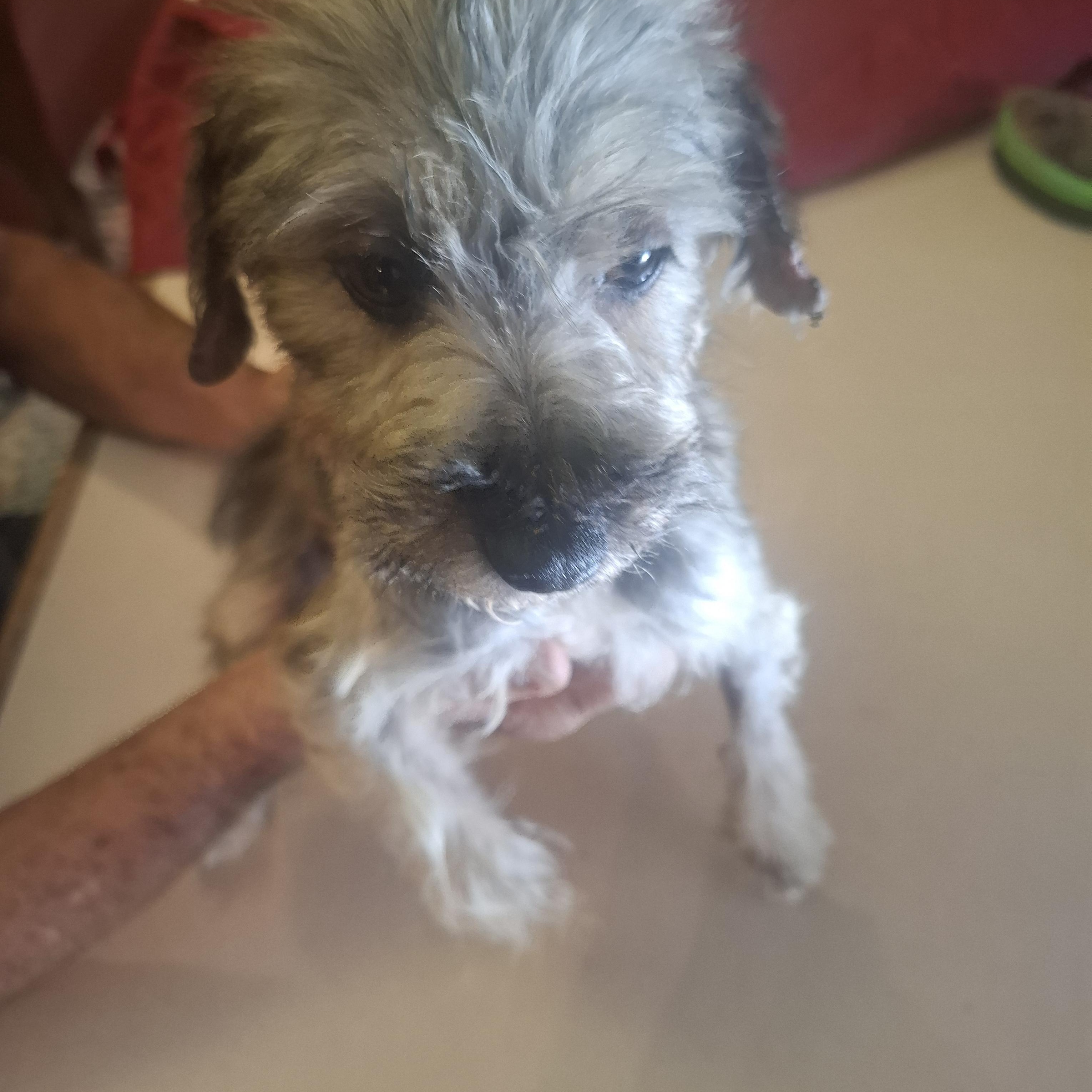 Enlarge Violet, an adopted mixed breed in Georgetown, TX image 5/5