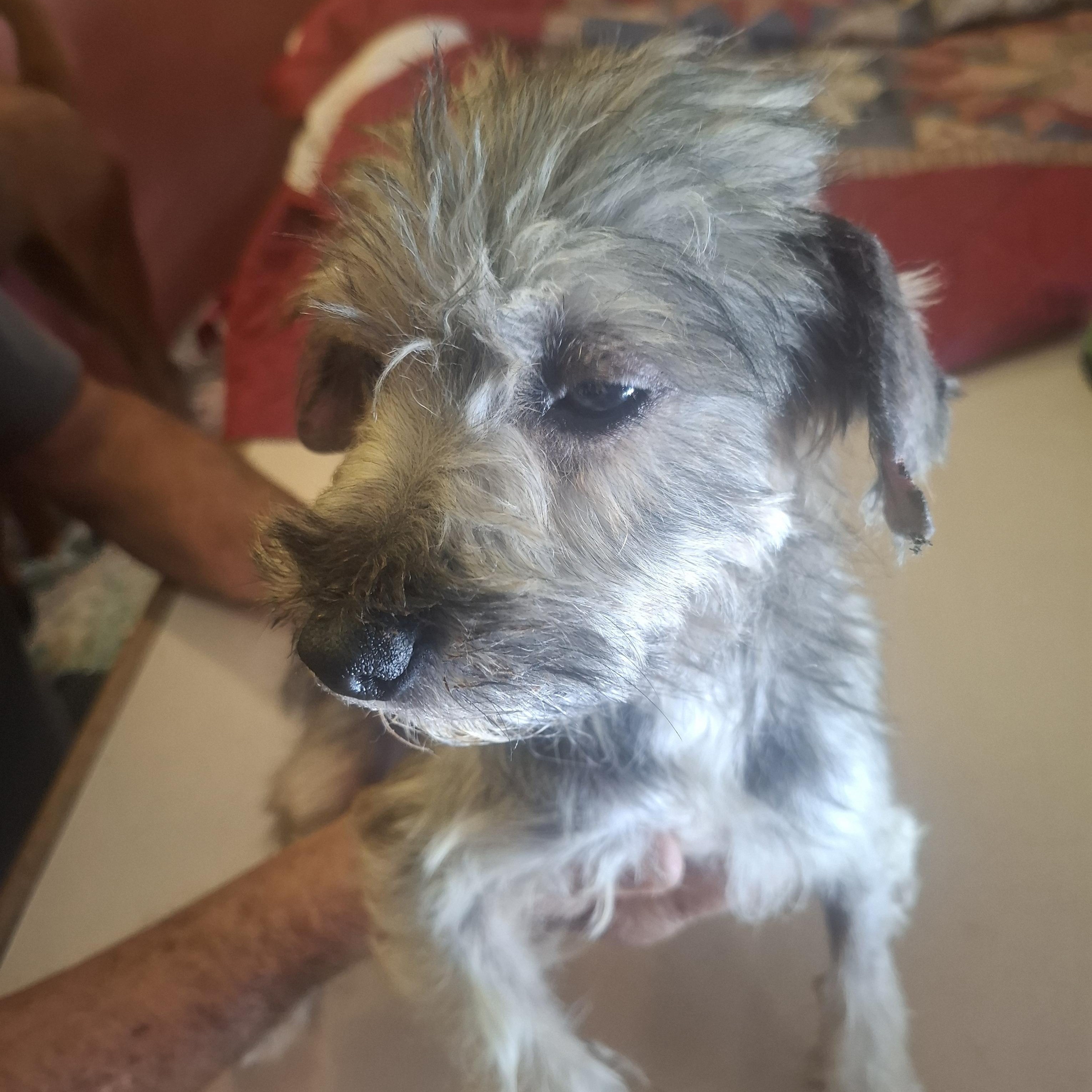 Enlarge Violet, an adopted mixed breed in Georgetown, TX image 3/5