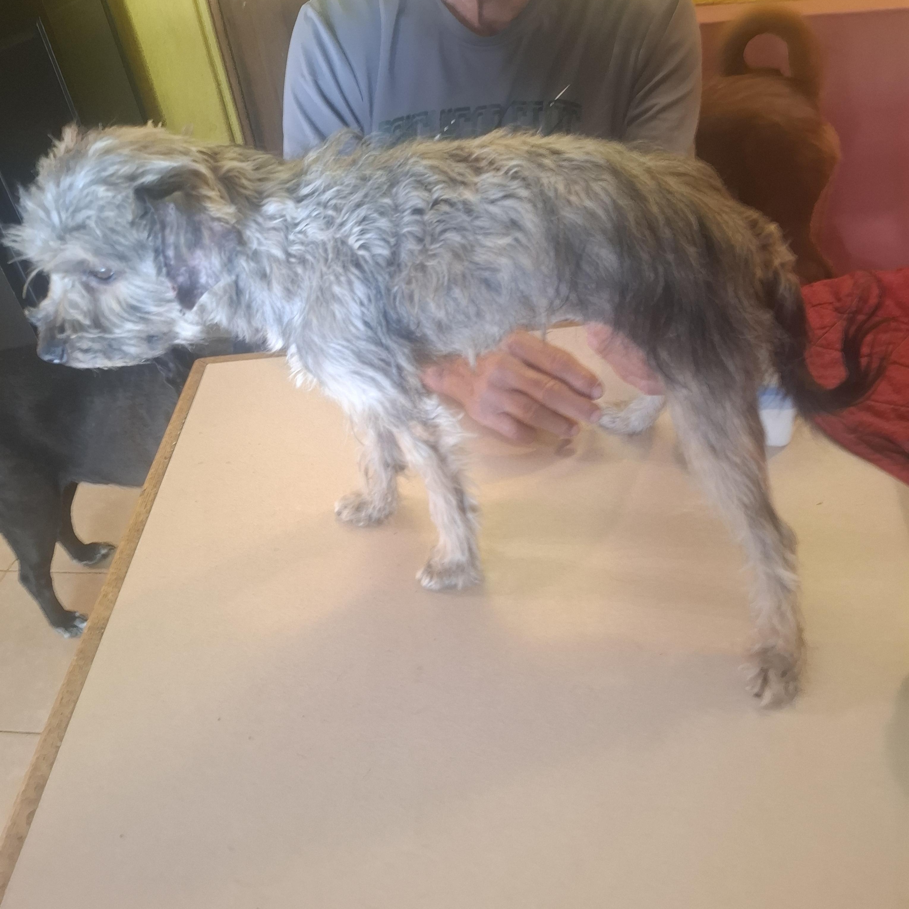 Enlarge Violet, an adopted mixed breed in Georgetown, TX image 2/5