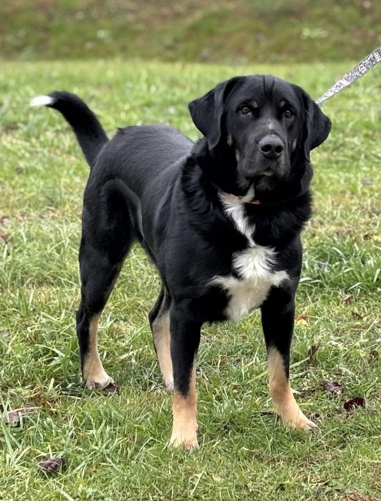 Cricket, a Adopted mixed breed in Irwin, PA image 1/5