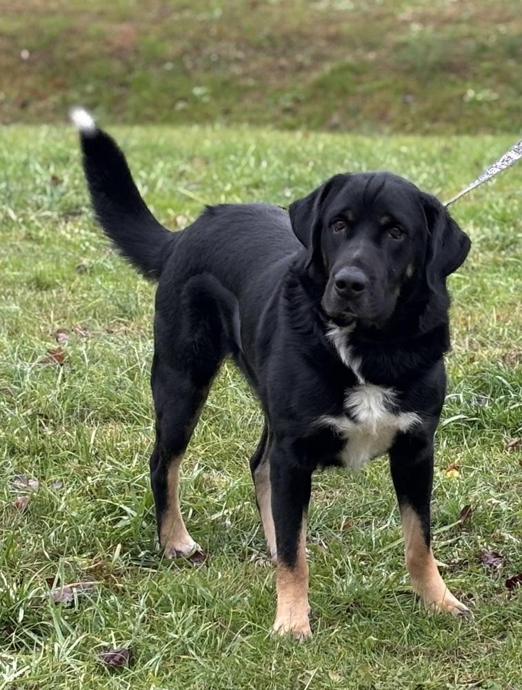 Cricket, a Adopted mixed breed in Irwin, PA image 3/5