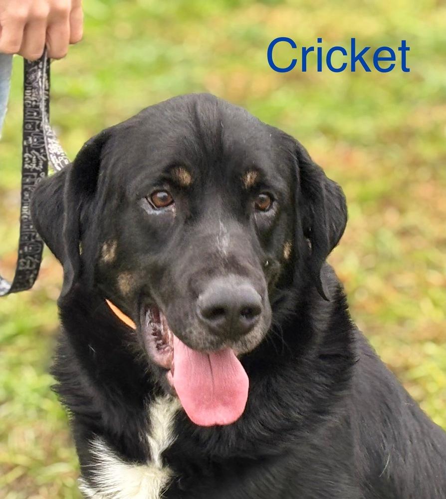 Cricket, a Adopted mixed breed in Irwin, PA image 4/5