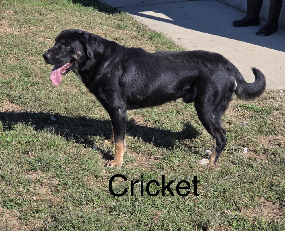 Cricket, a Adopted mixed breed in Irwin, PA image 5/5