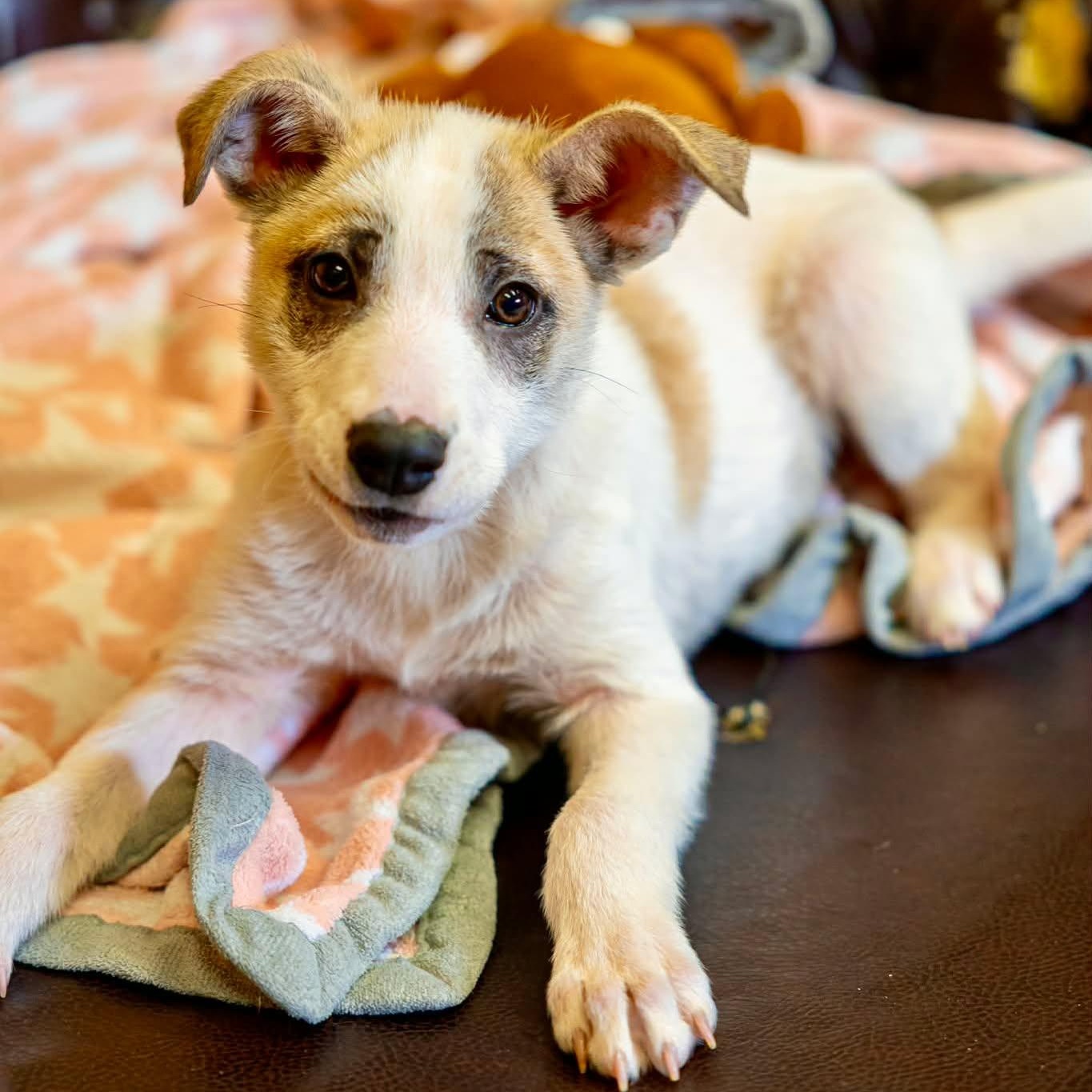 Enlarge Asiago, a ADOPTABLE mixed breed in Valparaiso, IN image 2/4