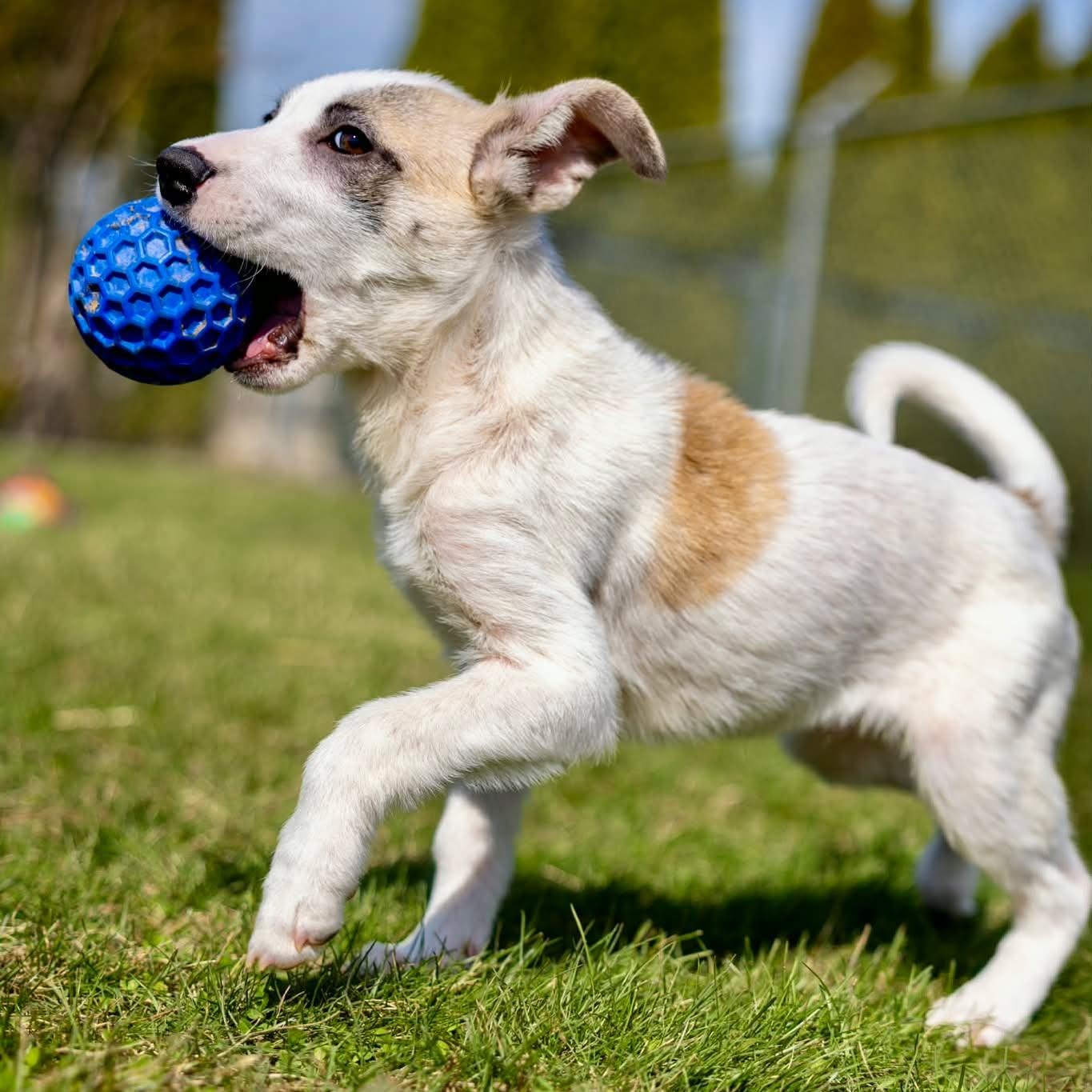 Enlarge Asiago, a ADOPTABLE mixed breed in Valparaiso, IN image 4/4