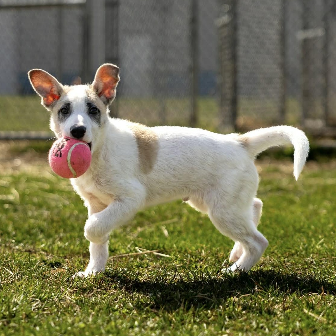 Enlarge Asiago, a ADOPTABLE mixed breed in Valparaiso, IN image 1/4