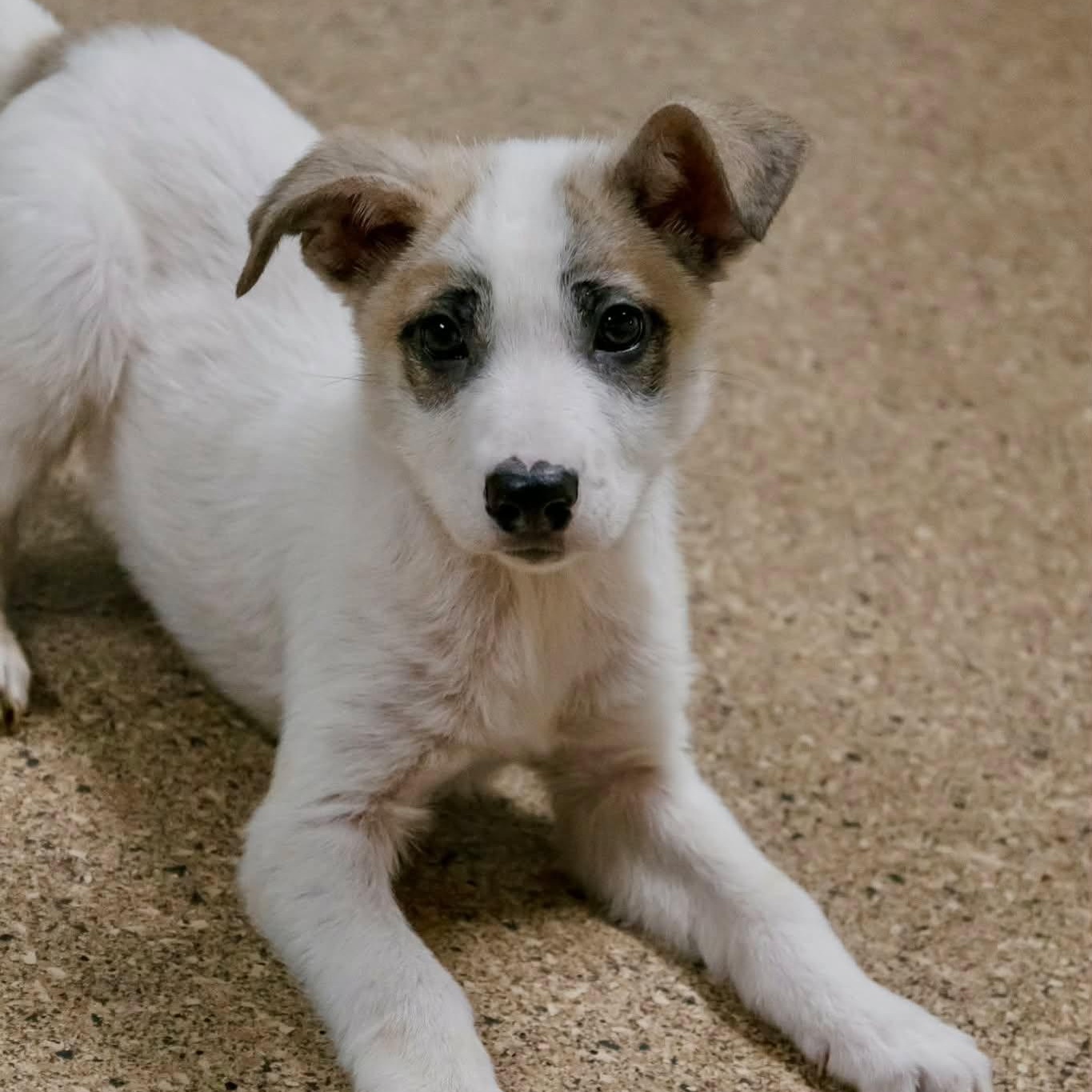 Asiago, ADOPTABLE, Puppy Male Australian Shepherd.