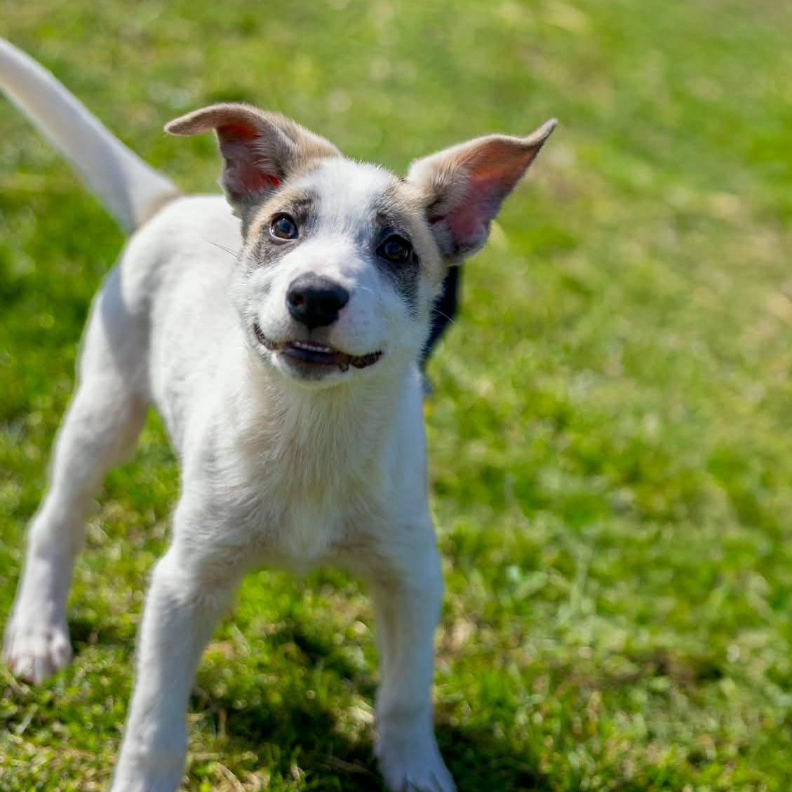 Enlarge Asiago, a ADOPTABLE mixed breed in Valparaiso, IN image 3/4