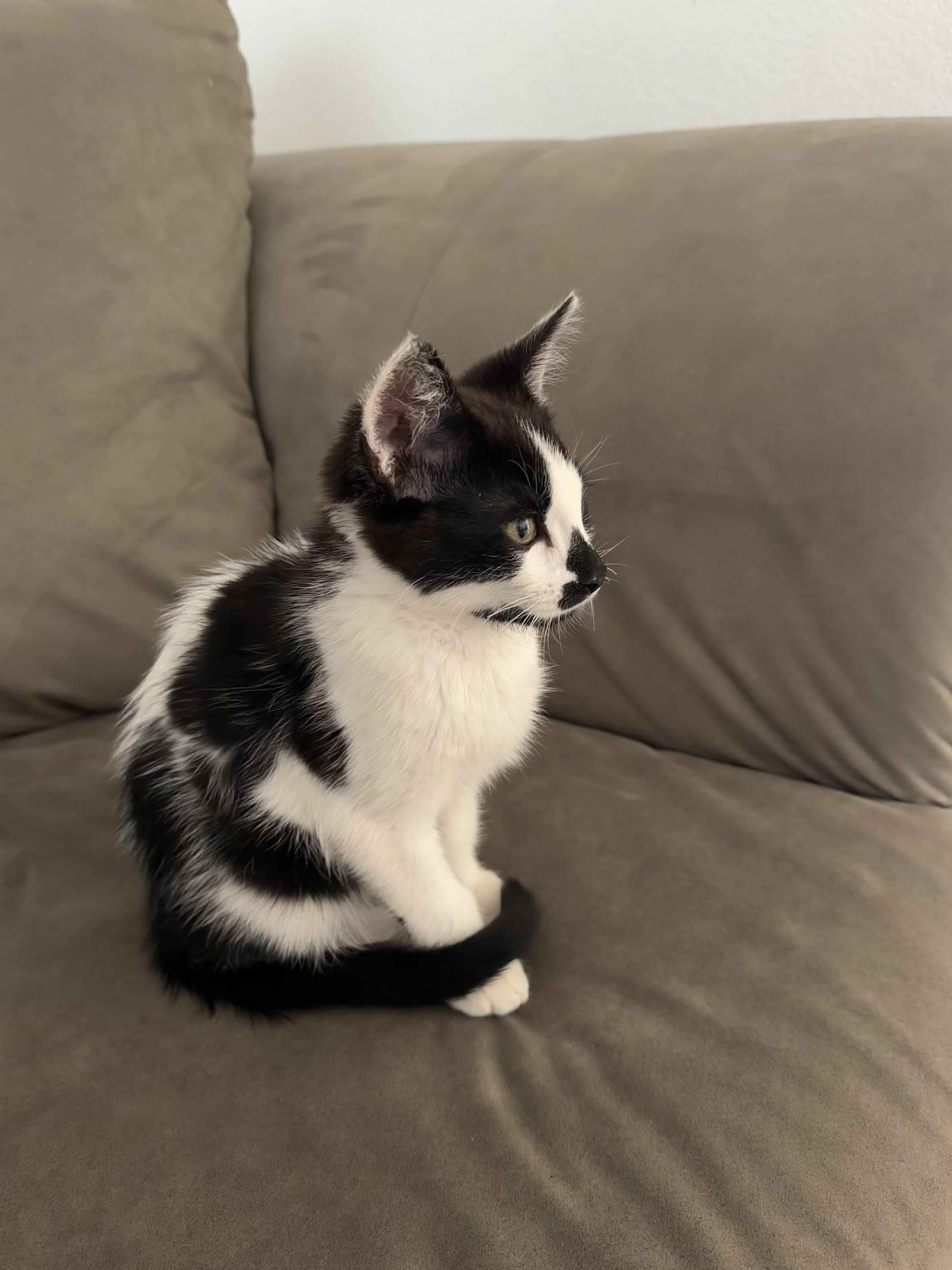 Enlarge Moo, a Adopted Domestic Short Hair in Bonney Lake, WA image 2/3