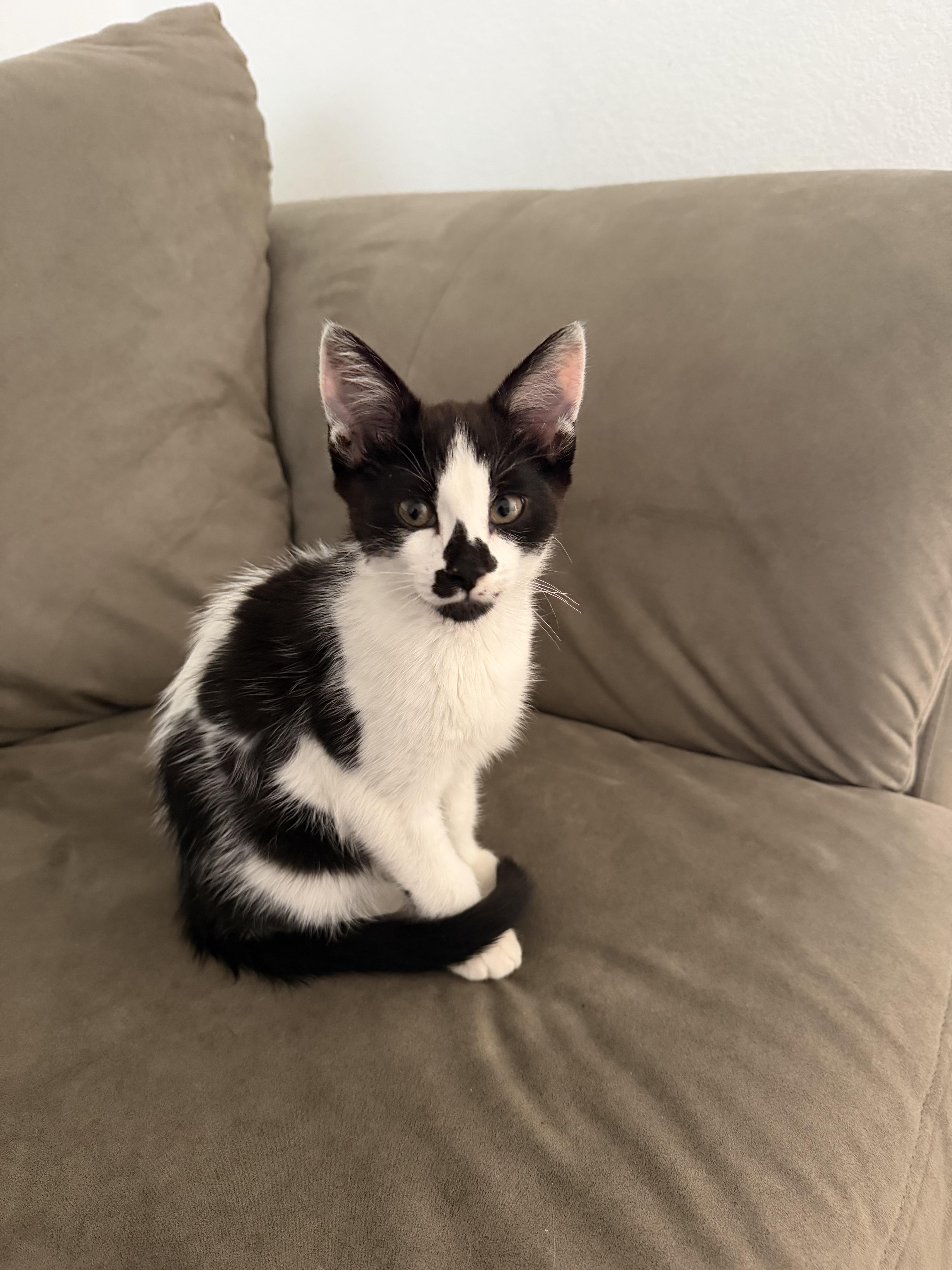 Moo, Adopted, Kitten Male Domestic Short Hair.
