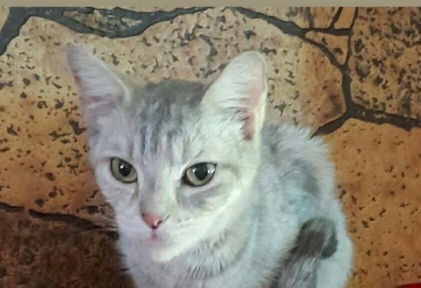 Enlarge Speedy, a Adoptable Domestic Short Hair in South Bend, IN image 1/1